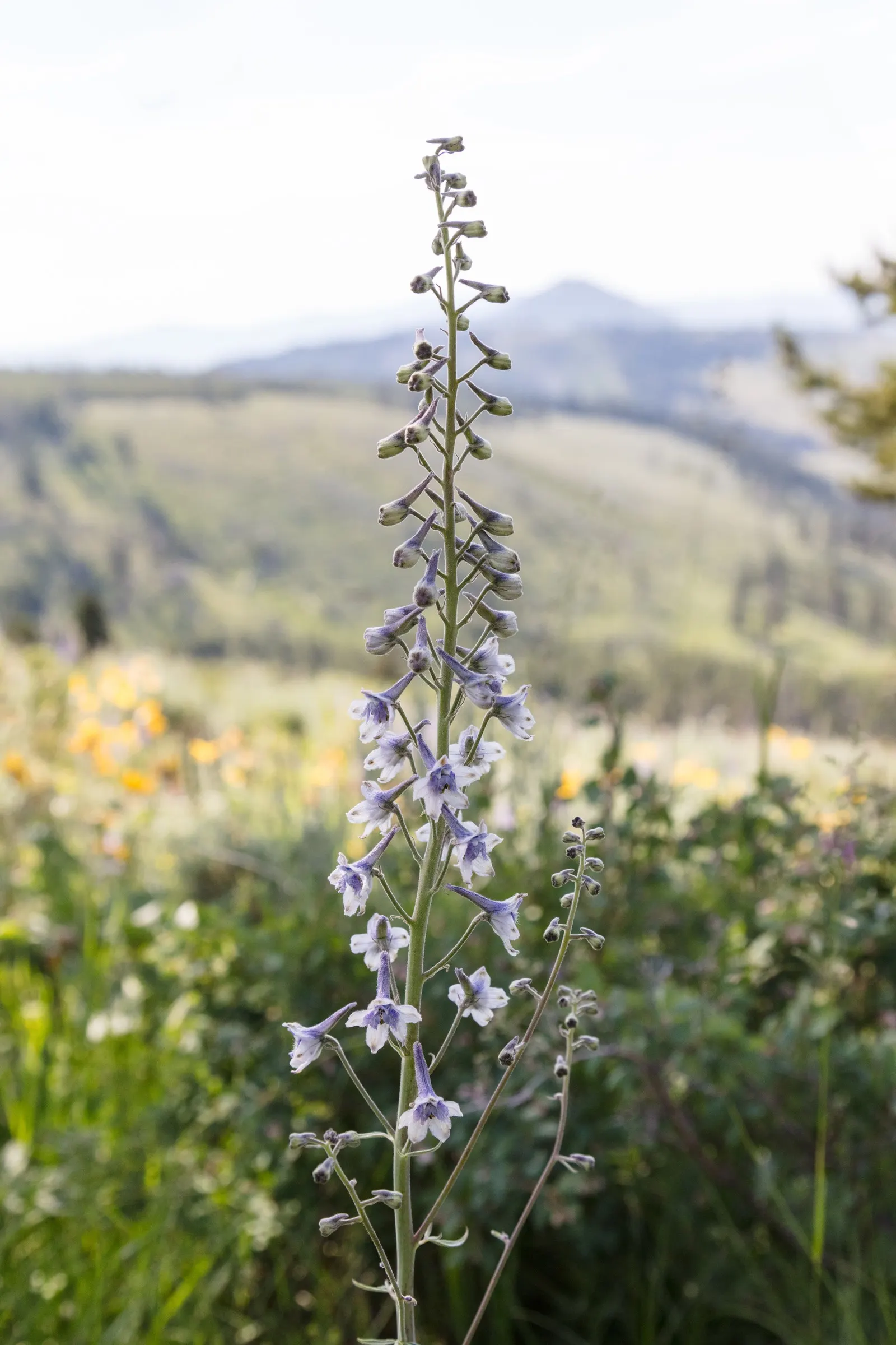 Tall Larkspur (Delphinium Exaltatum) — and is an ideal backdrop for shorter perennials and annuals