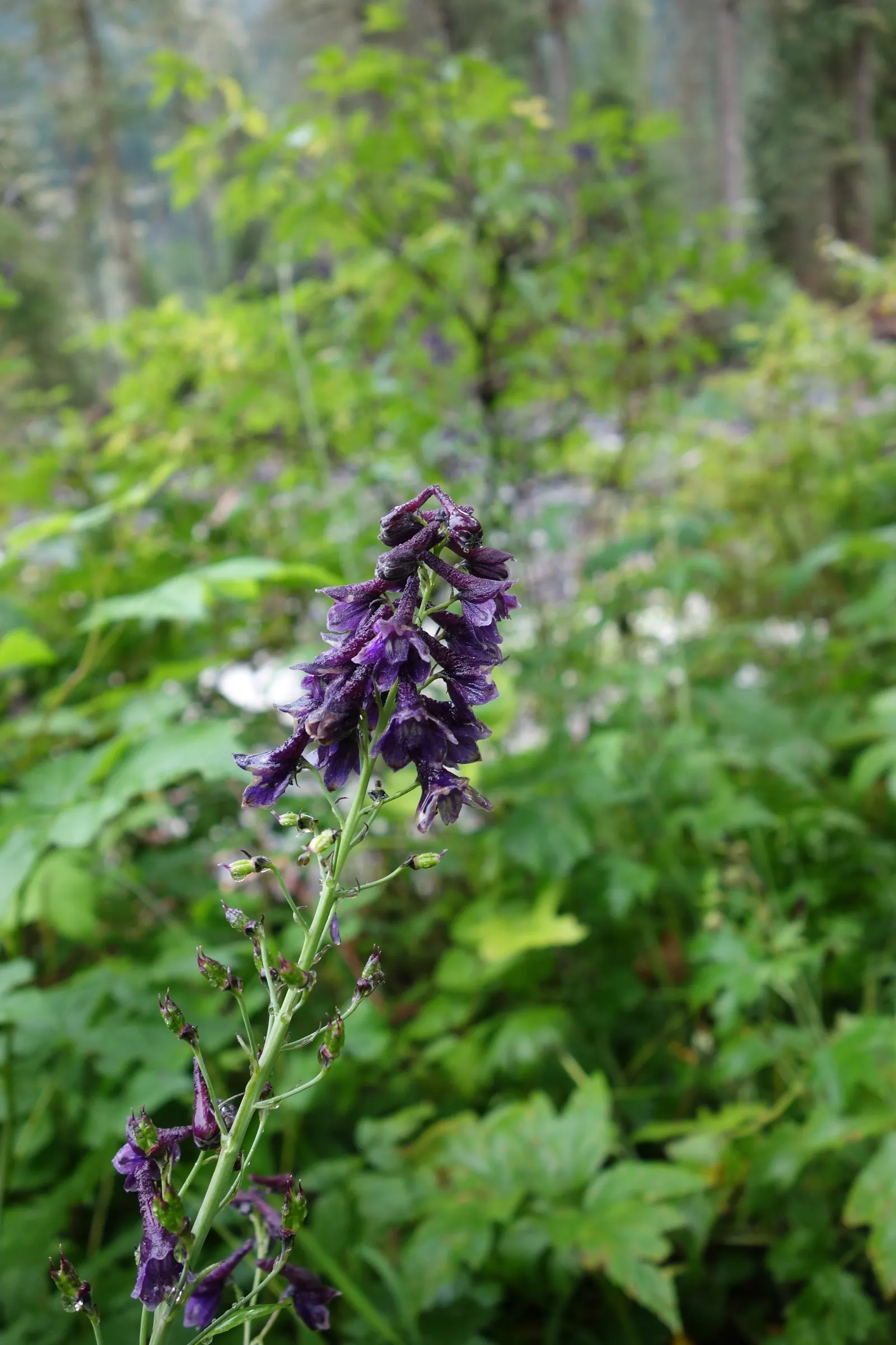 Tall Larkspur (Delphinium Exaltatum) — typically appear from midsummer to early autumn