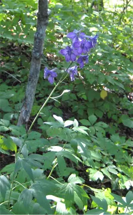 Tall Larkspur (Delphinium Exaltatum) — is a stately perennial that brings a touch of stateliness and verticality to any garden landscape