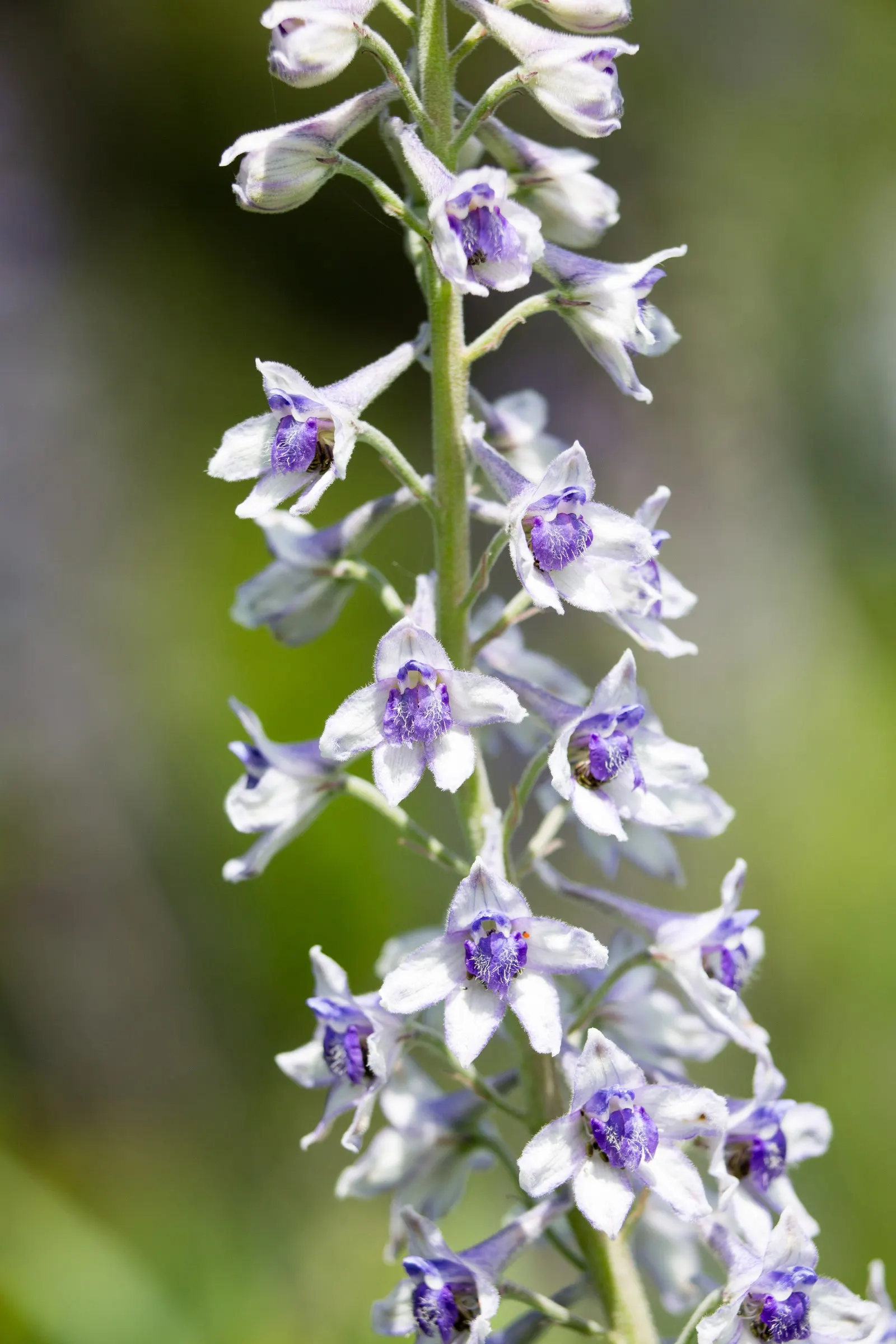 Tall Larkspur (Delphinium Exaltatum) — but care should be taken to avoid waterlogging