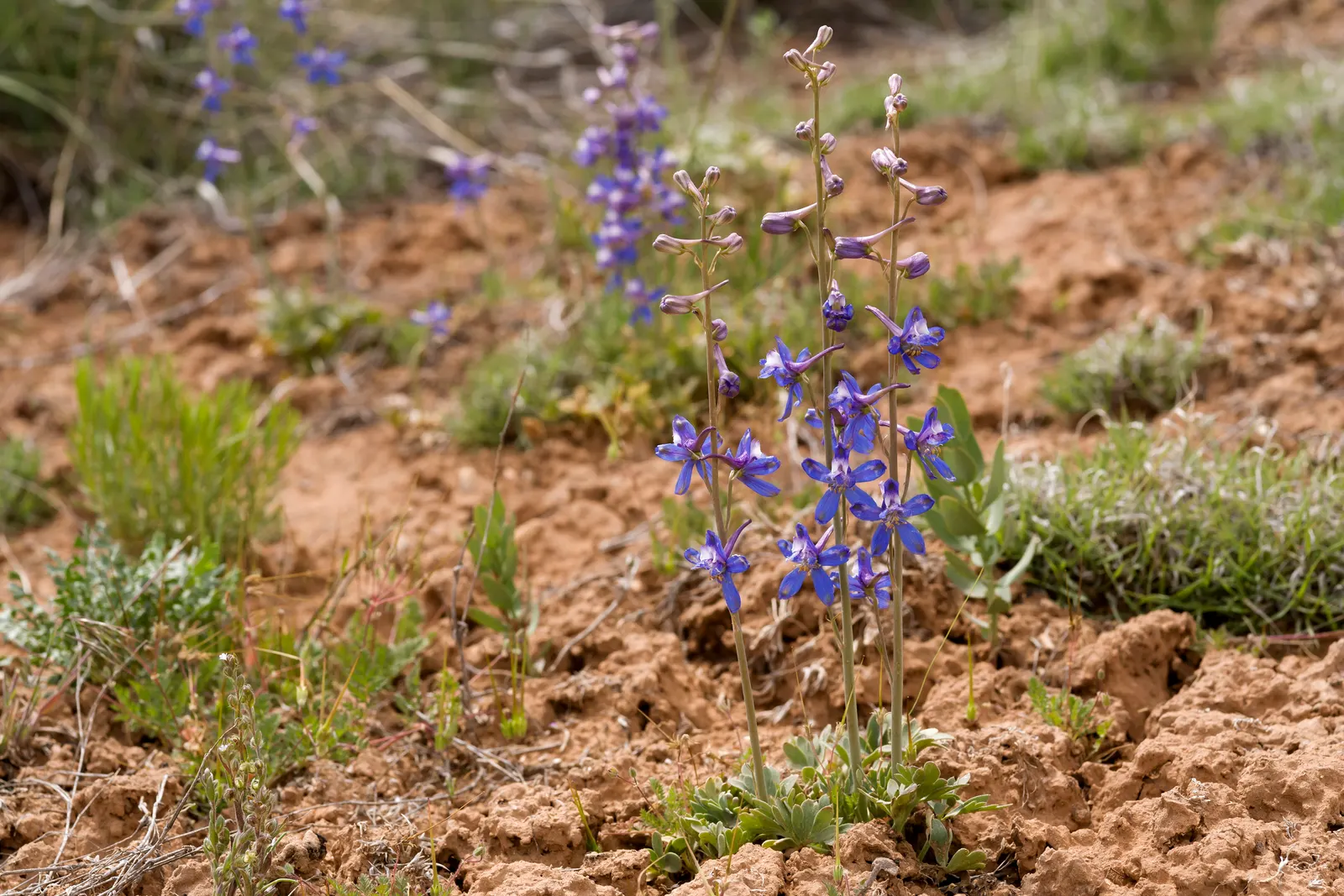 Tall Larkspur (Delphinium Exaltatum) — perennial with purple blooms