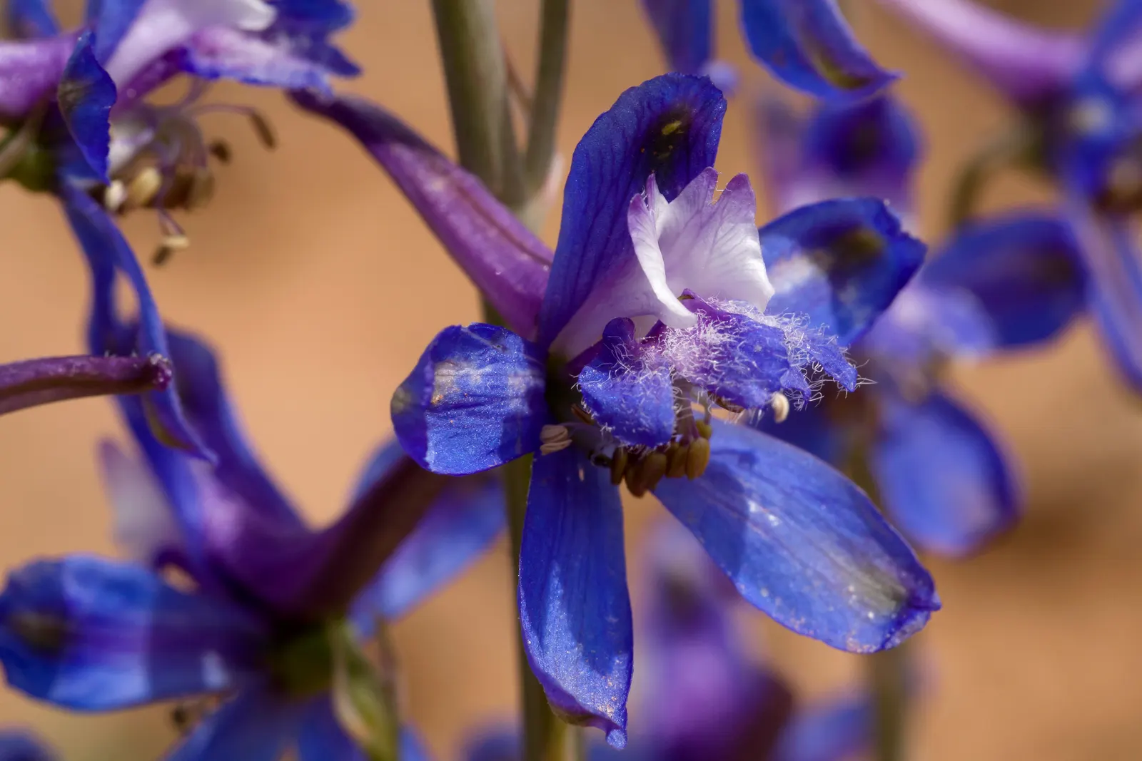 Tall Larkspur (Delphinium Exaltatum) — perennial for full