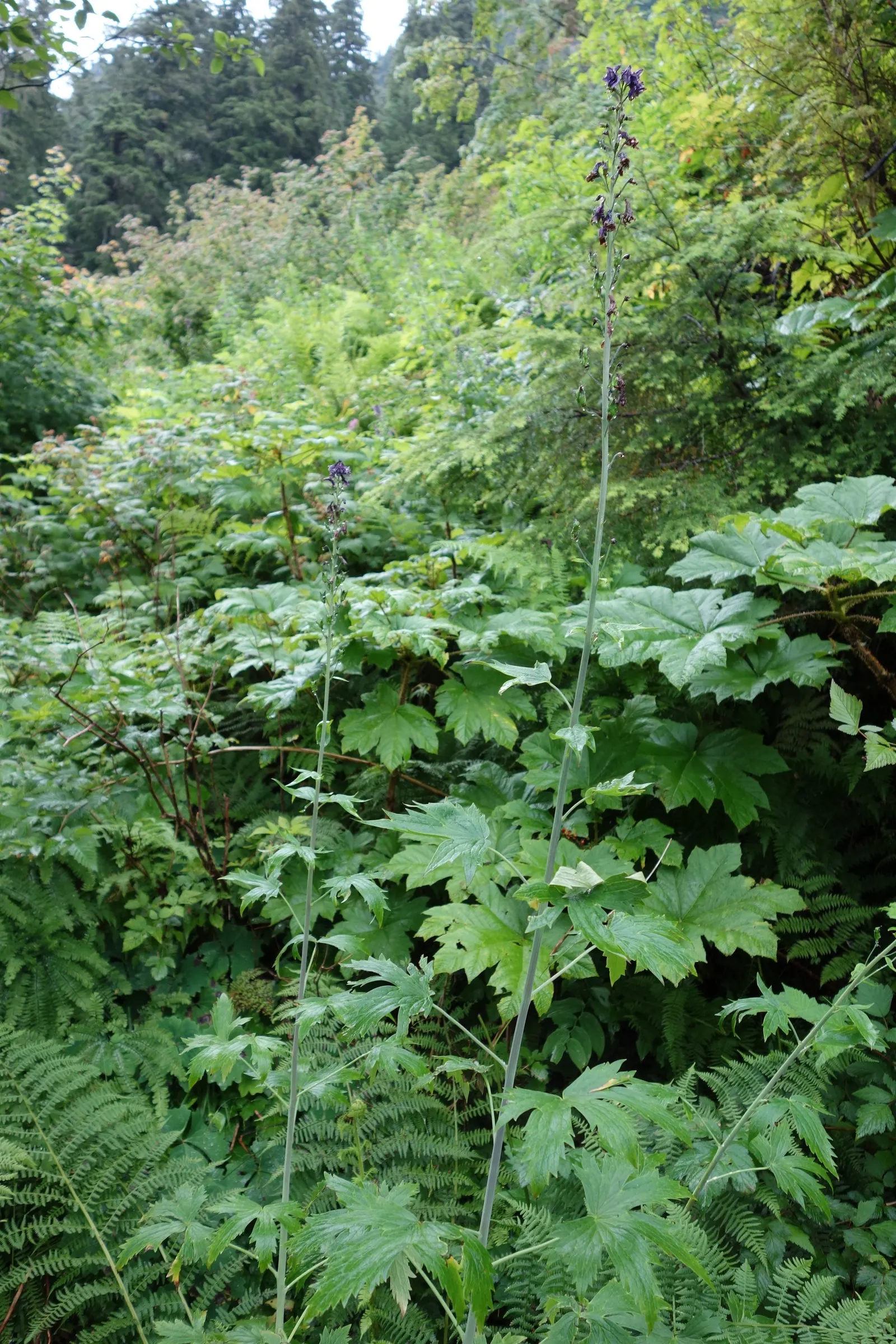 Tall Larkspur (Delphinium Exaltatum) — Regular watering is necessary