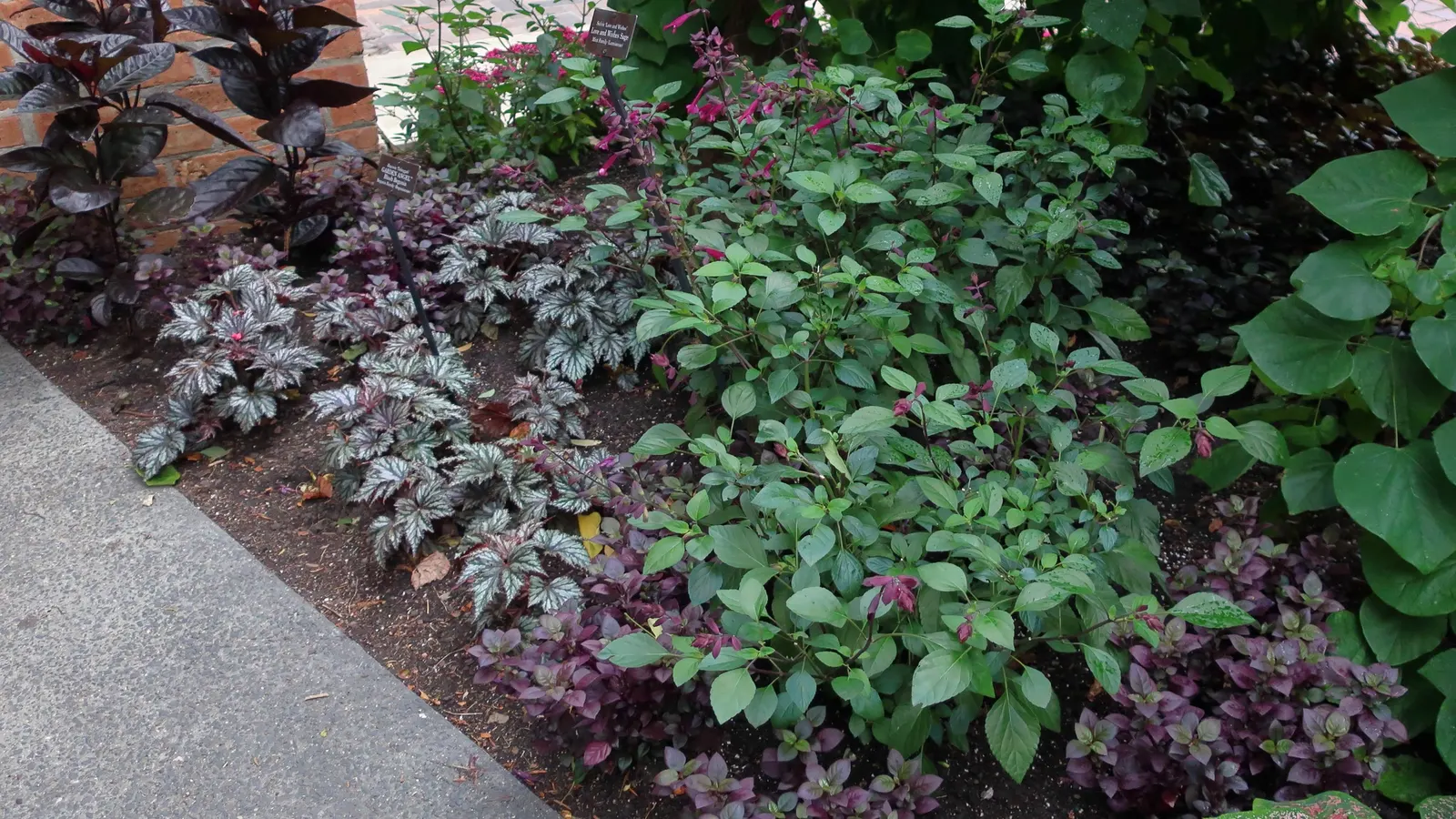 Love And Wishes Sage (Salvia 'Love And Wishes') — Salvia 'Love and Wishes' is a perennial boasting deep purple flowers held by burgundy calyxes