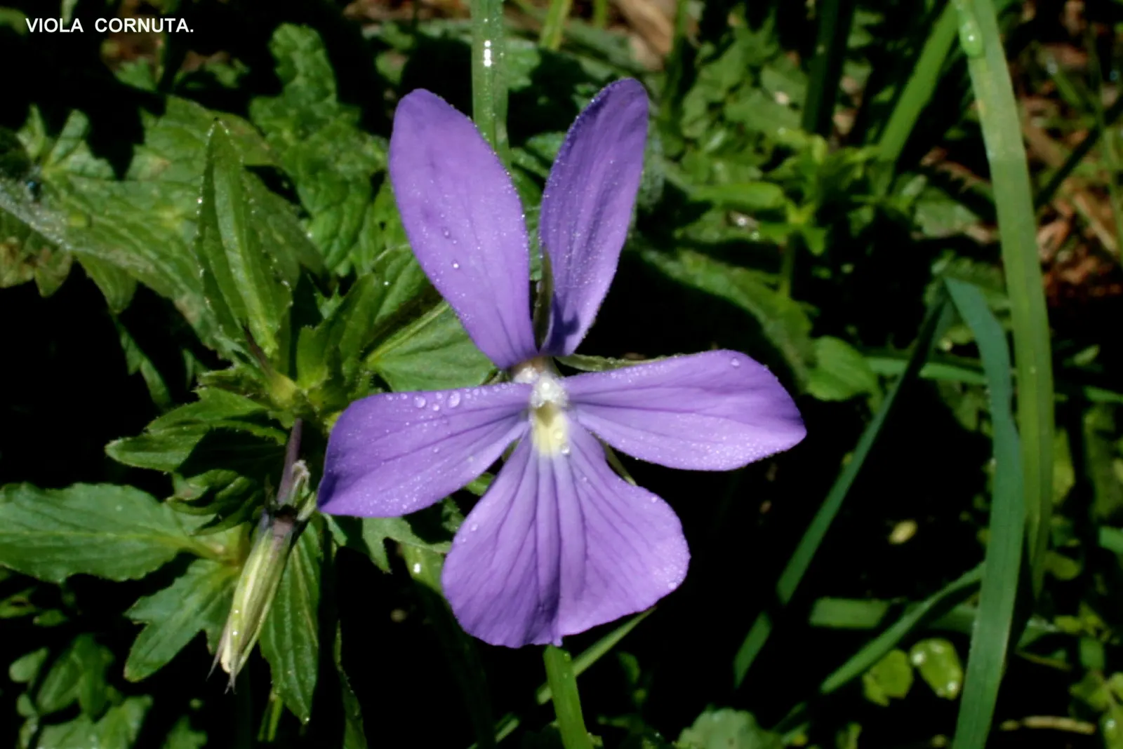 Tufted Pansy (Viola Cornuta) — plant Viola cornuta in zones 4 through 8 in well-drained soil that retains moisture; annual / perennial for full or half