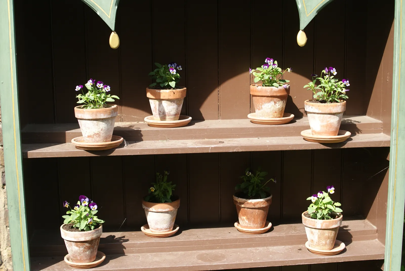 Tufted Pansy (Viola Cornuta) — blue and gold and lavender and multi-colored and orange and pink and purple and violet and white and yellow flowers in the garden