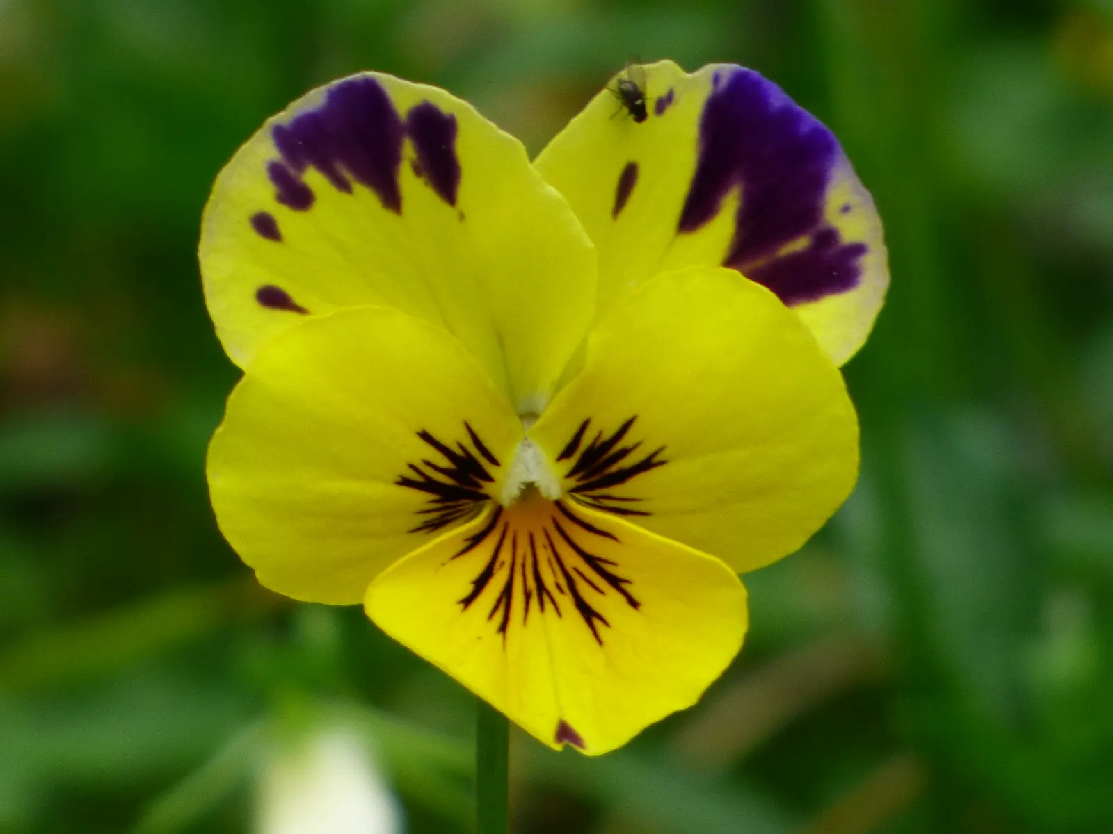 Tufted Pansy (Viola Cornuta) — is a treasured perennial plant that adds a splash of color to any landscape design