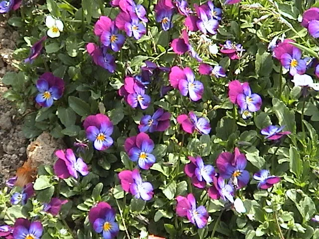 Tufted Pansy (Viola Cornuta) — <br><br>Its foliage forms a neat; regular deadheading will encourage additional blooms and prevent self-seeding, image 63