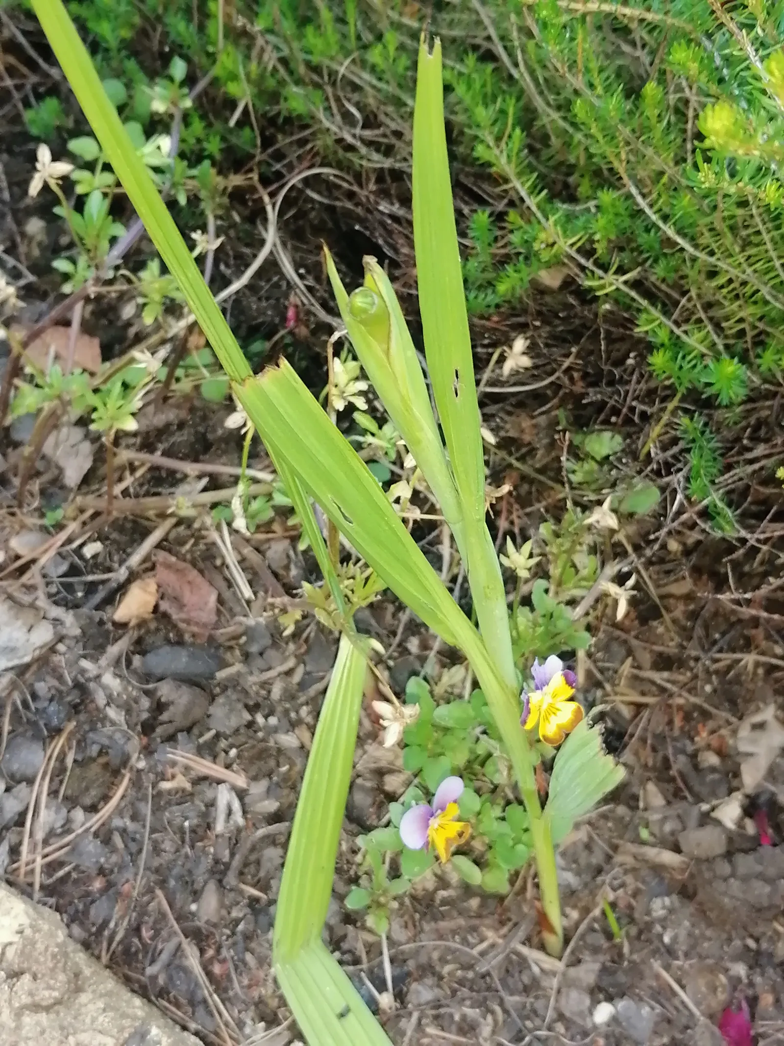Tufted Pansy (Viola Cornuta) — They prefer partial shade but can tolerate full sun in cooler climates as long as ample moisture is provided; is a, image 72