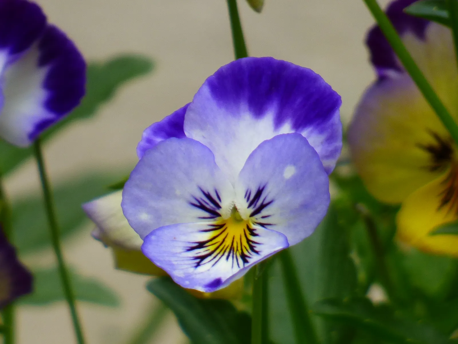 Tufted Pansy (Viola Cornuta) — plant Viola cornuta in zones 4 through 8 in well-drained soil that retains moisture