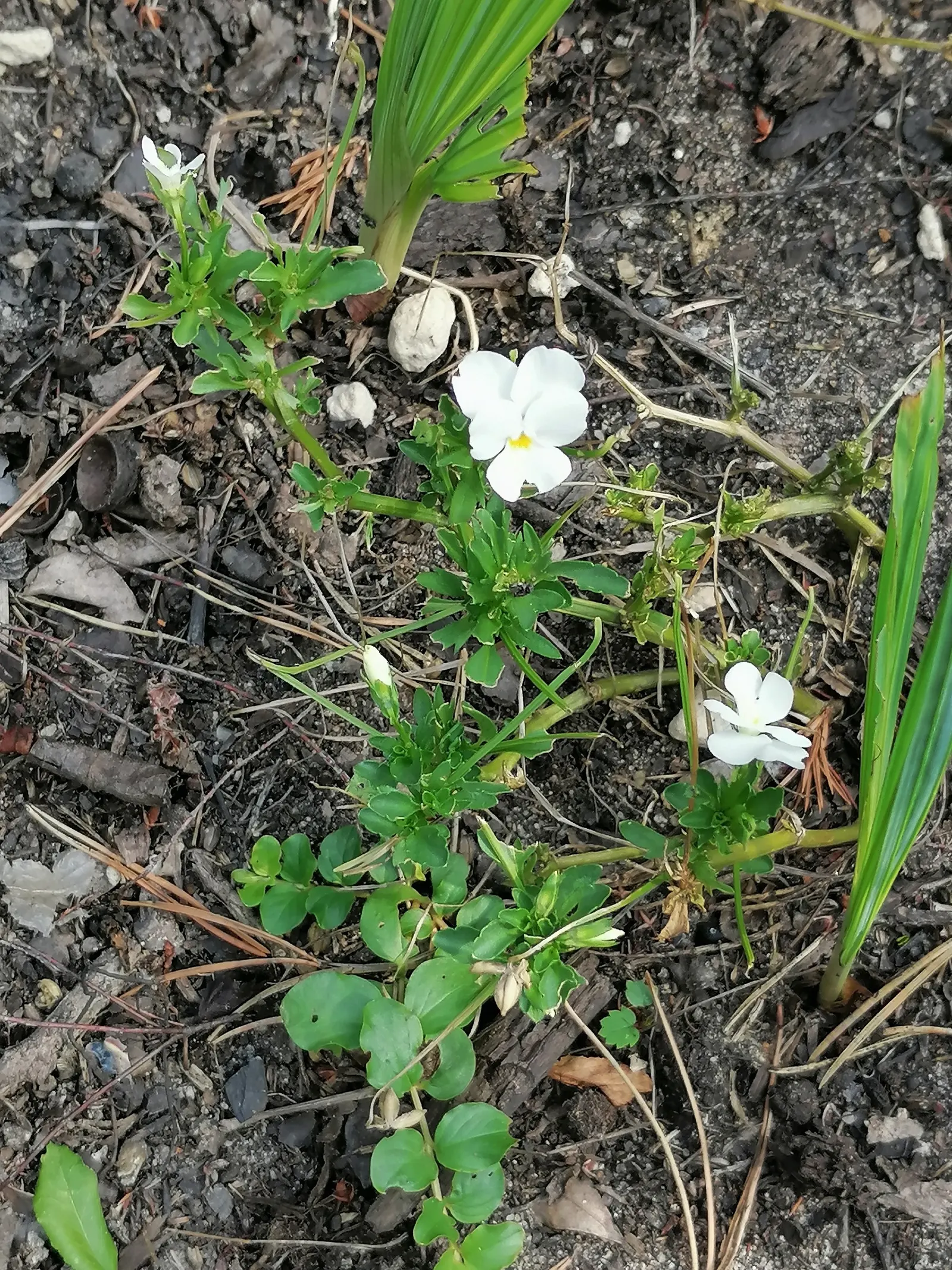 Tufted Pansy (Viola Cornuta) — commonly known as the Tufted Pansy; the Tufted Pansy is notable for its extended blooming period from late spring to, image 84