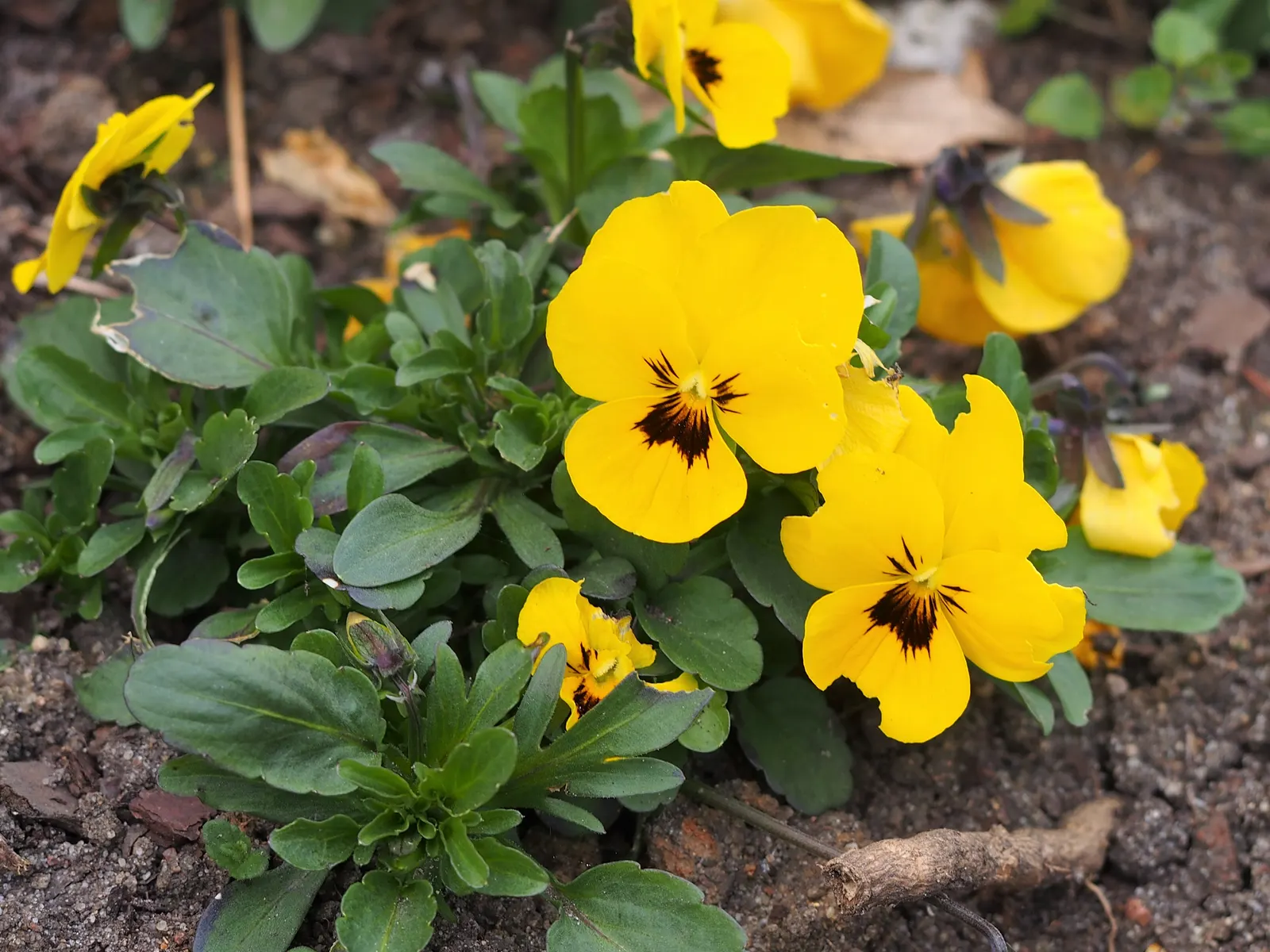 Tufted Pansy (Viola Cornuta) — They prefer partial shade but can tolerate full sun in cooler climates as long as ample moisture is provided; is a treasured