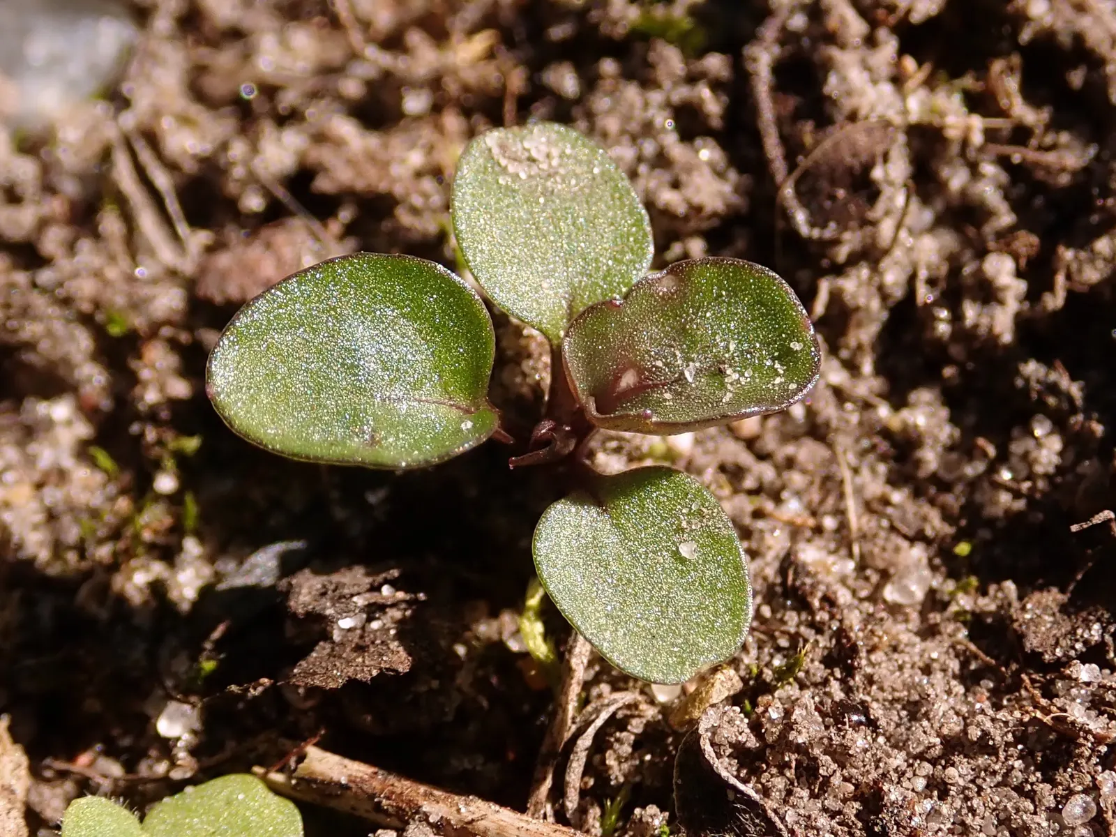 Tufted Pansy (Viola Cornuta) — typically reaching 6-12 inches in height and spreading around 10-12 inches; <br><br>Its foliage forms a neat, image 54