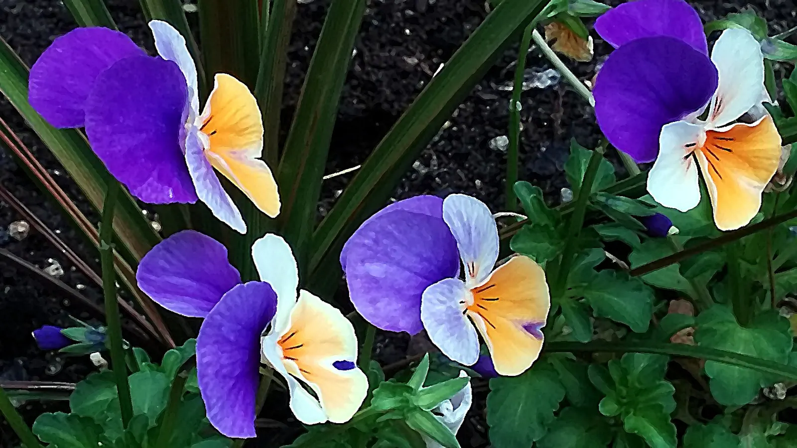 Tufted Pansy (Viola Cornuta) — blue and gold and lavender and multi-colored and orange and pink and purple and violet and white and yellow flowers, image 102