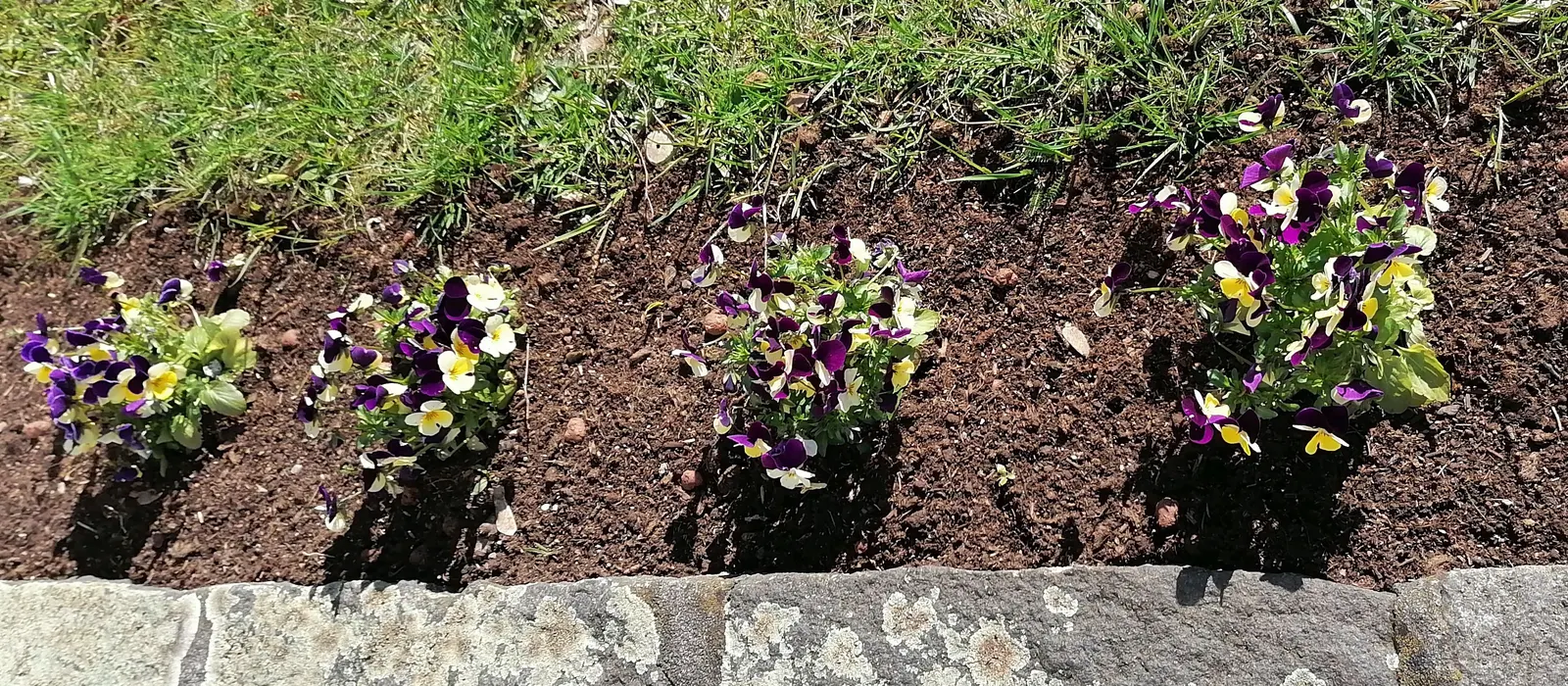 Tufted Pansy (Viola Cornuta) — blue and gold and lavender and multi-colored and orange and pink and purple and violet and white and yellow flowers, image 76