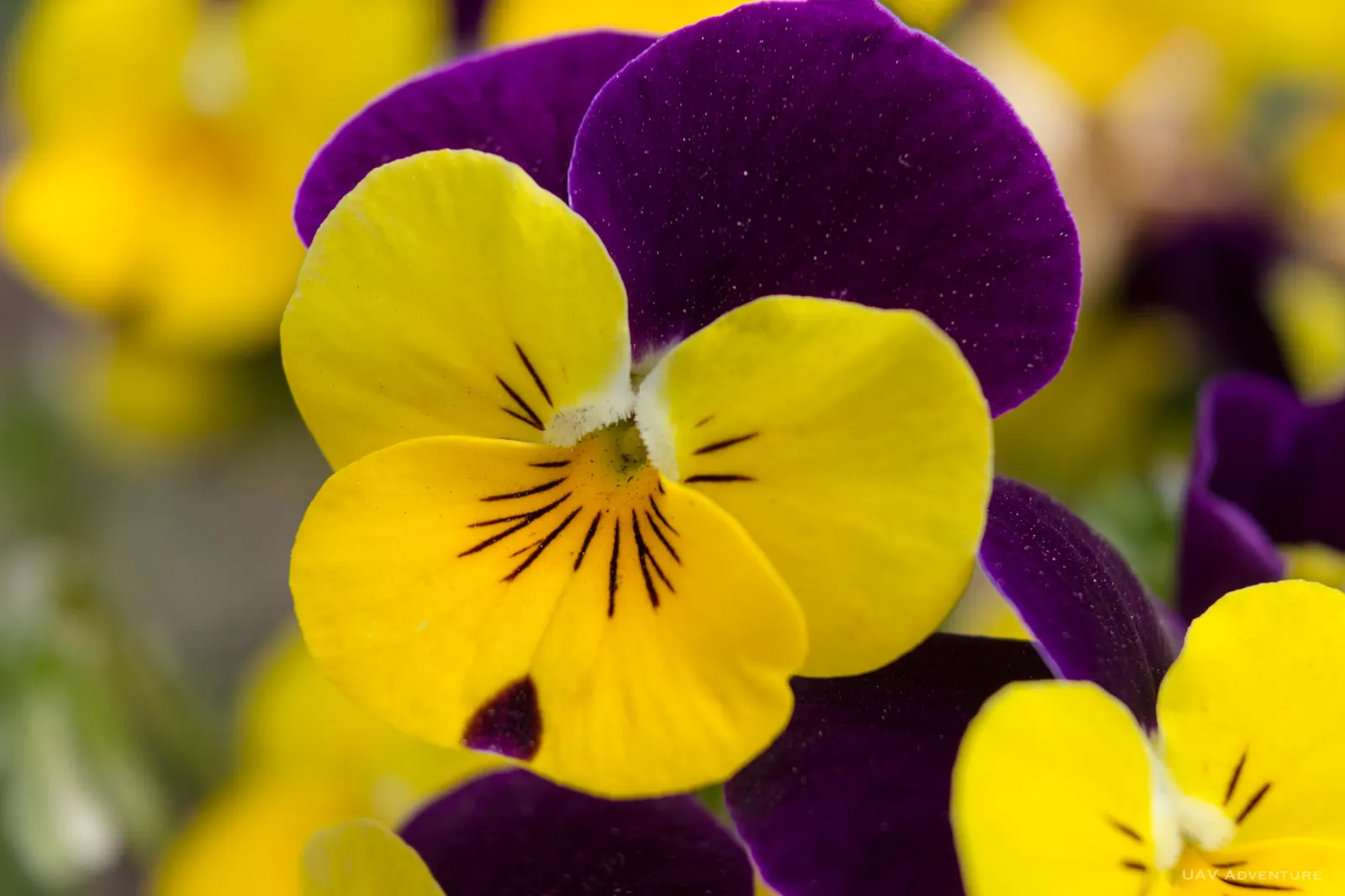 Tufted Pansy (Viola Cornuta) — providing an attractive ground cover throughout the growing season; it showcases a profusion of charming, horned, image 64