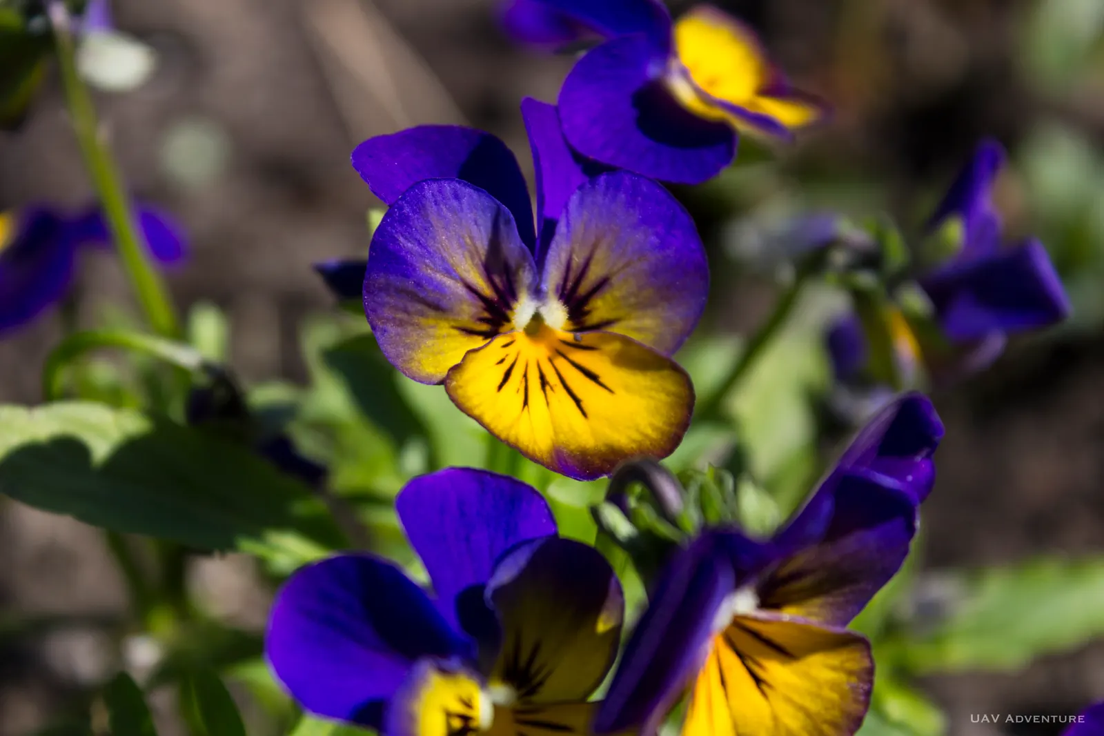 Tufted Pansy (Viola Cornuta) — it reaches a modest height of 6 to 10 inches with a similar spread of 6 to 12 inches; the Tufted Pansy (Viola, image 60