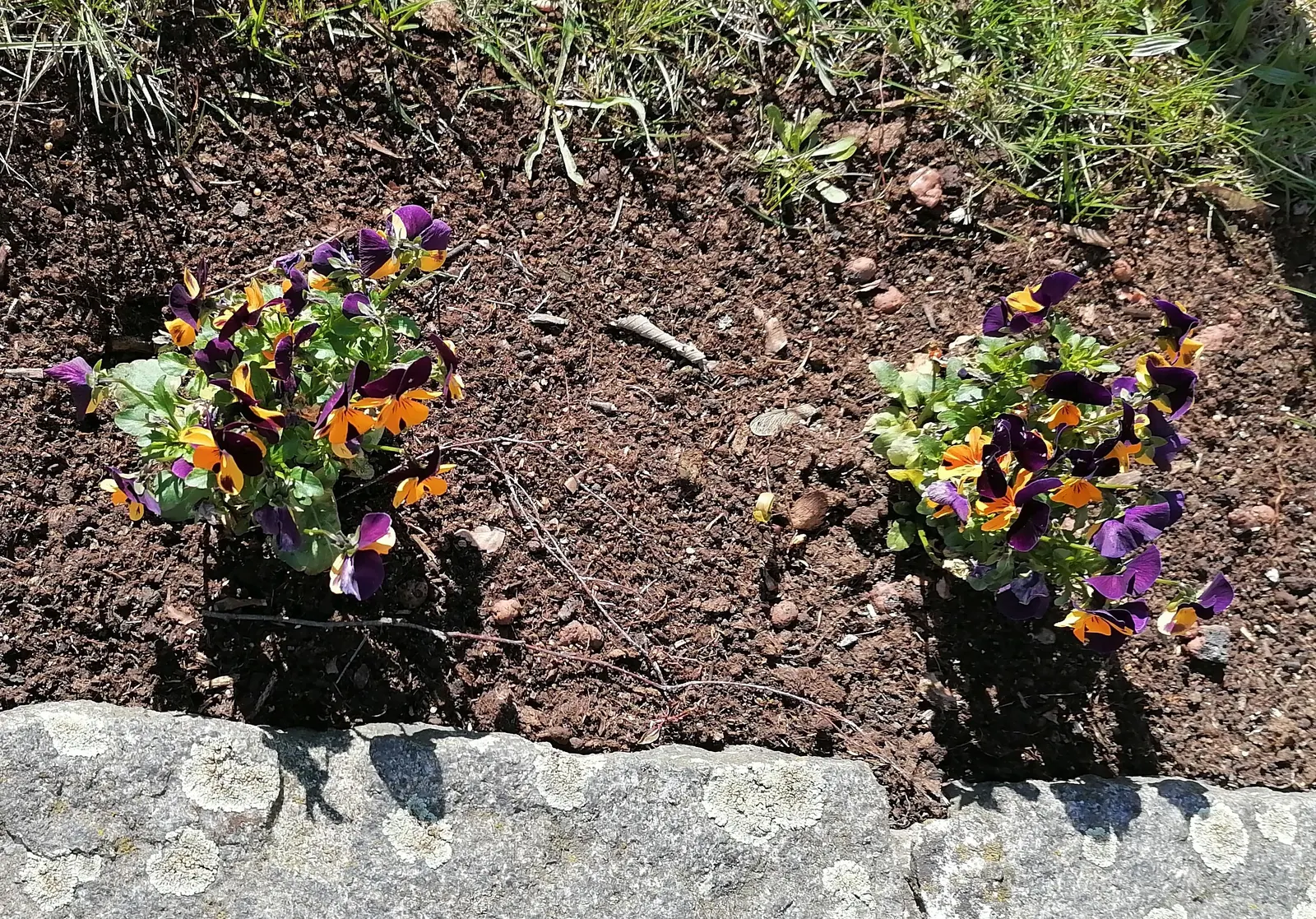 Tufted Pansy (Viola Cornuta) — These hardy plants often withstand light foot traffic and can enliven path edges with their cheerful blossoms, image 75
