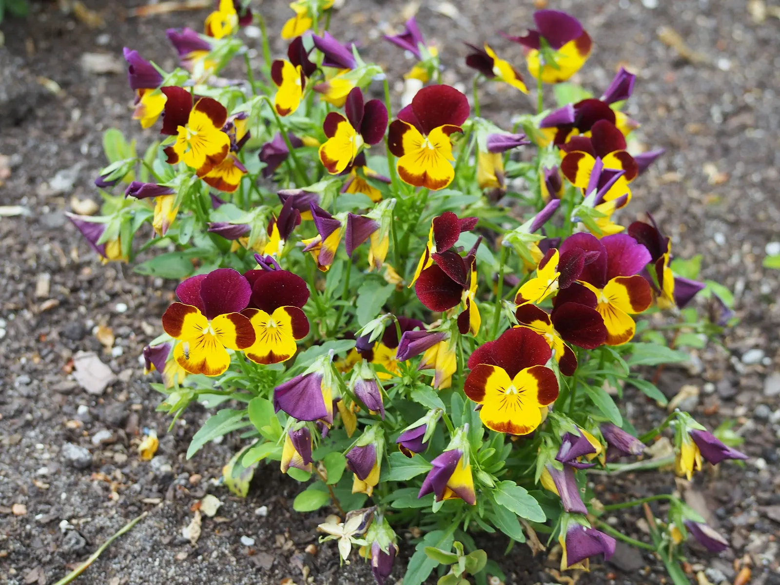 Tufted Pansy (Viola Cornuta) — which offers a continuous display of charming flowers