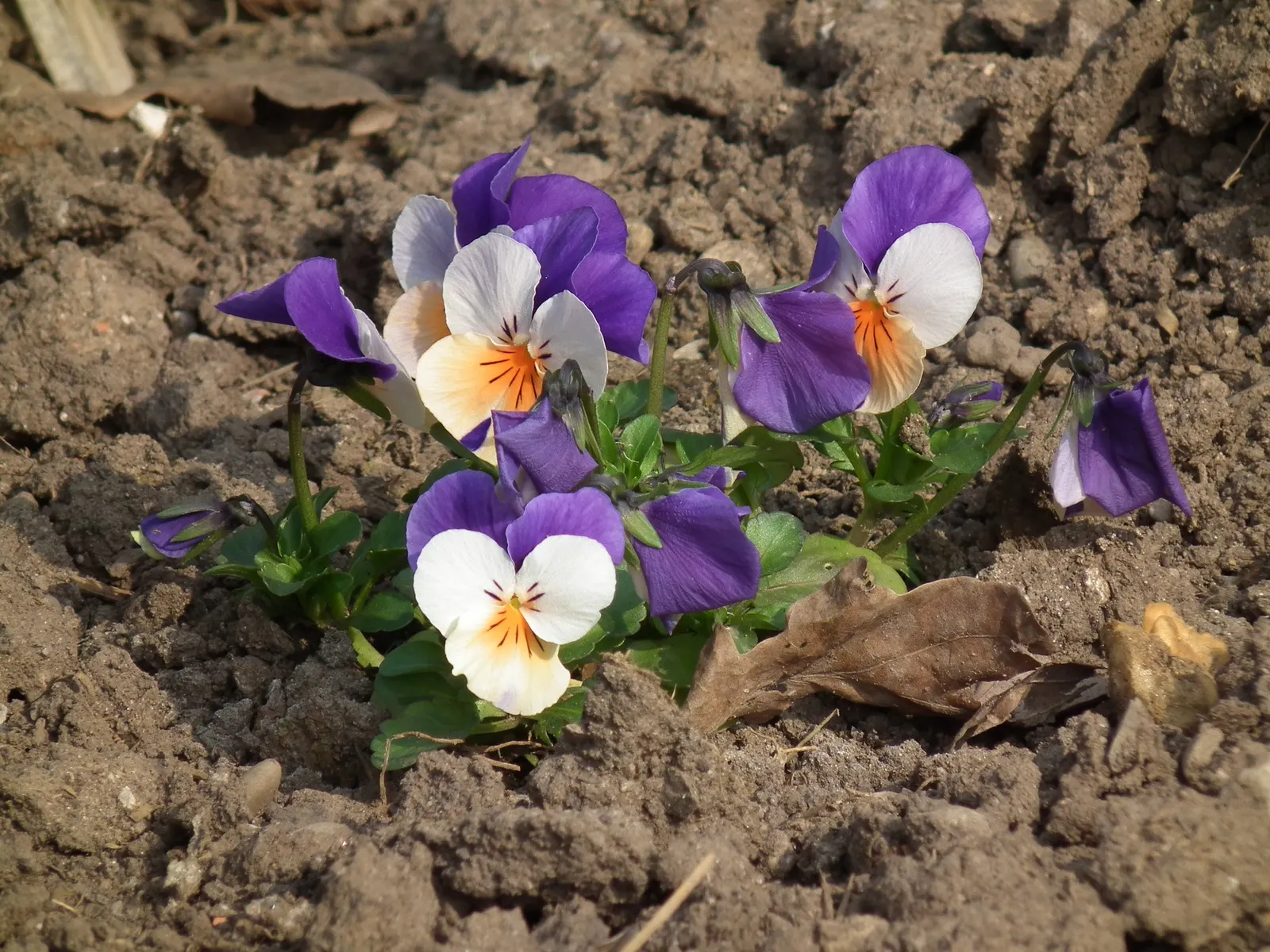 Tufted Pansy (Viola Cornuta) — <br><br>Its foliage forms a neat; regular deadheading will encourage additional blooms and prevent self-seeding