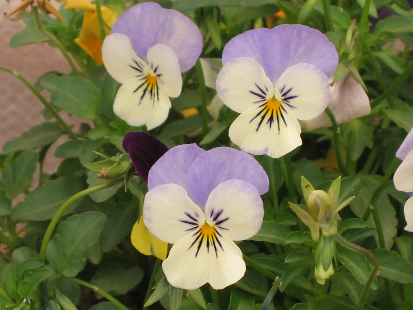 Tufted Pansy (Viola Cornuta) — Its compact size and continuous flowering make it perfect for borders, containers, and underplanting shrubs, image 57