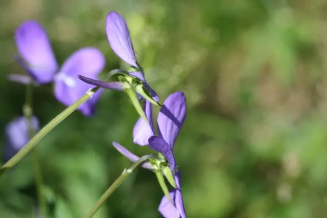 Tufted Pansy (Viola Cornuta) — This plant prefers partial to full sun exposure and well-draining soil; annual / perennial with blue and gold and, image 82
