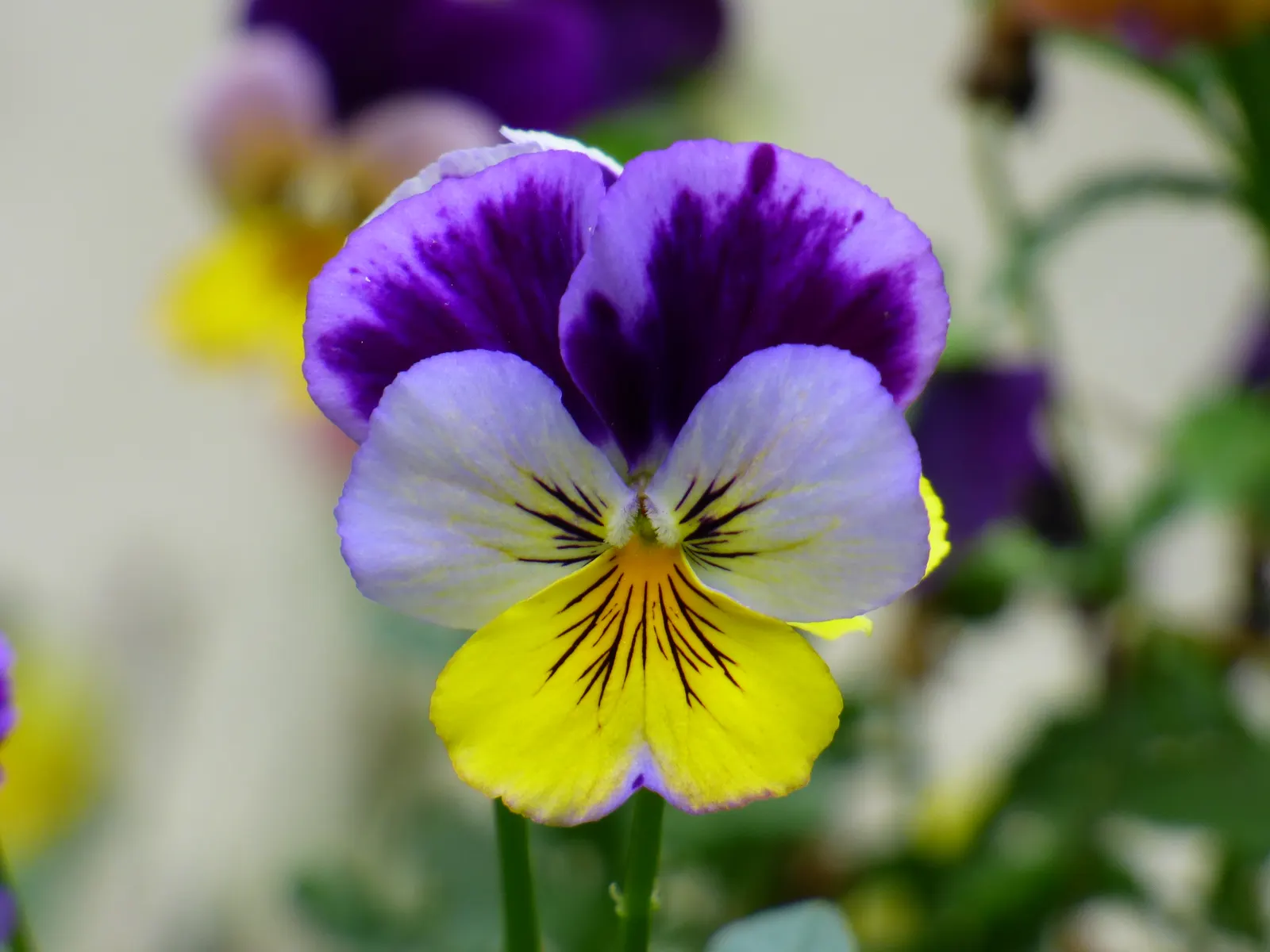 Tufted Pansy (Viola Cornuta) — it reaches a modest height of 6 to 10 inches with a similar spread of 6 to 12 inches