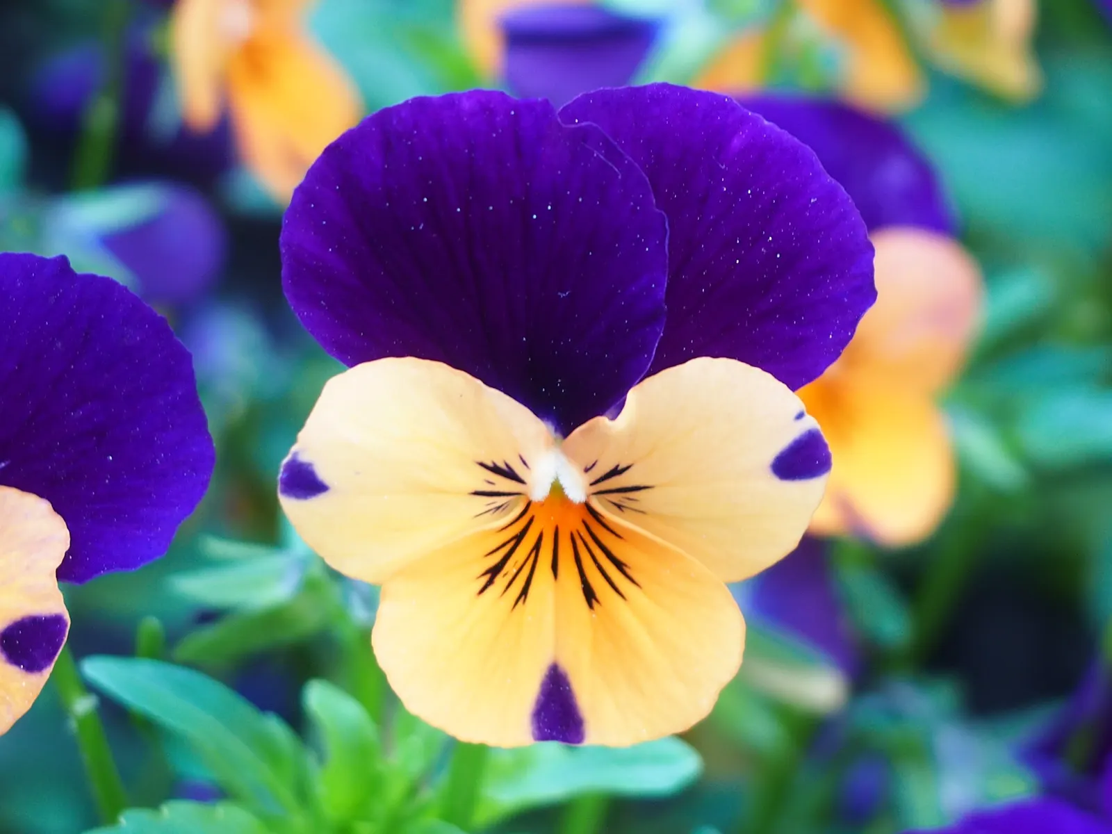 Tufted Pansy (Viola Cornuta) — with many varieties showcasing striking bicolored petals.<br><br>For optimal growth
