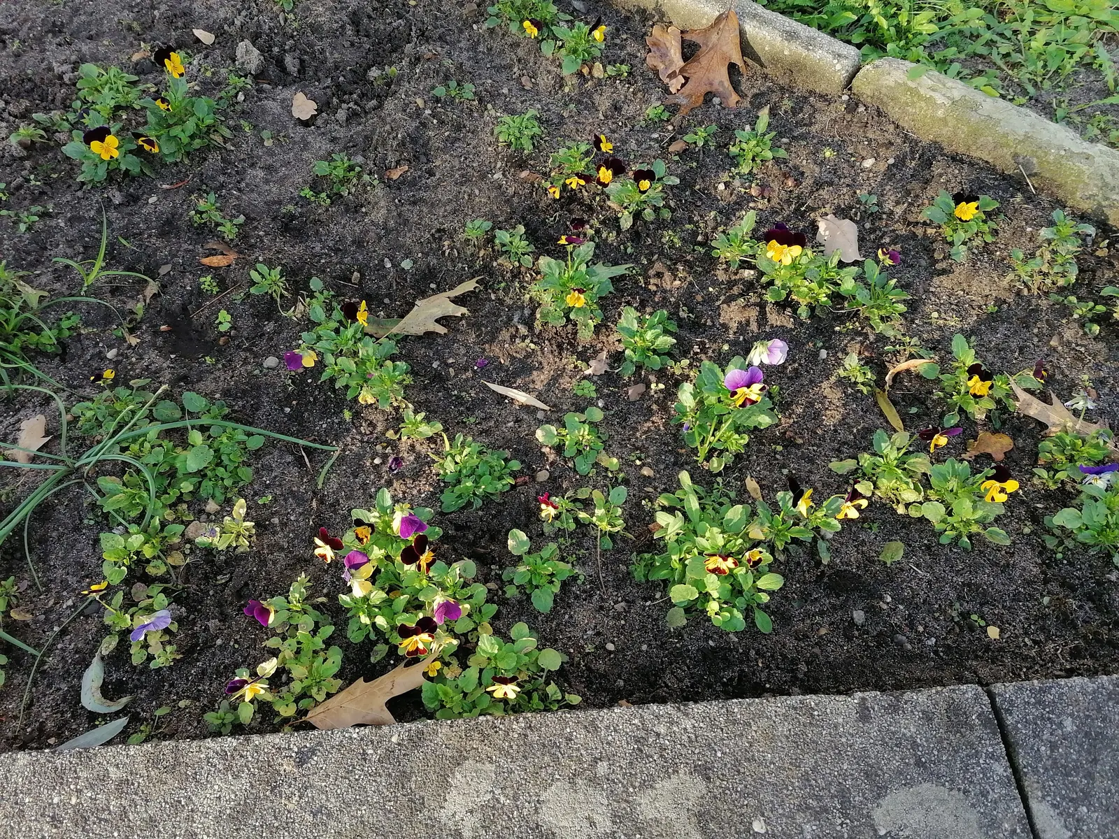 Tufted Pansy (Viola Cornuta) — regular deadheading will encourage additional blooms and prevent self-seeding; with a moderate growth rate and low, image 74
