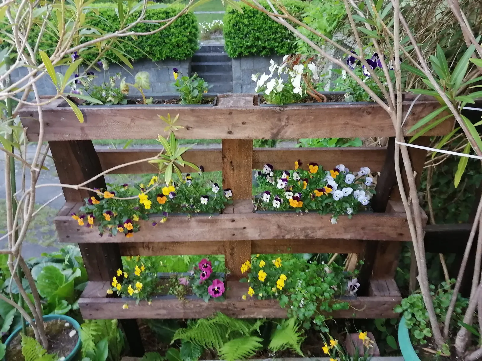 Tufted Pansy (Viola Cornuta) — is a treasured perennial plant that adds a splash of color to any landscape design; they prefer partial shade but, image 111