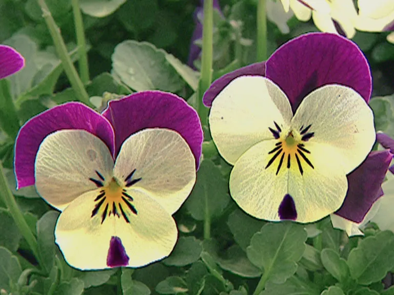 Tufted Pansy (Viola Cornuta) — annual / perennial with blue and gold and lavender and multi-colored and orange and pink and purple and violet and white and