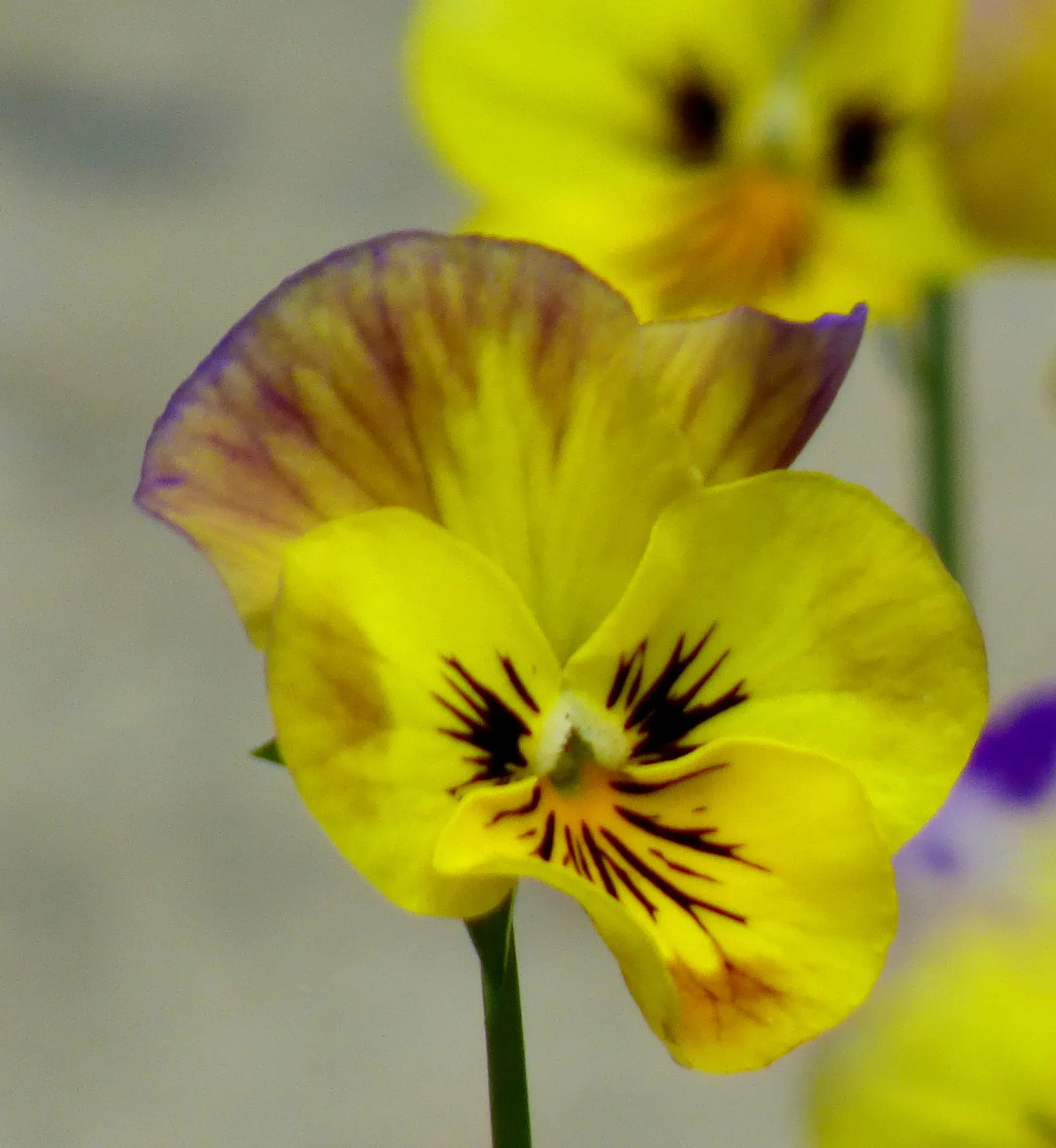 Tufted Pansy (Viola Cornuta) — rendering it an excellent choice for border fronts; it reaches a modest height of 6 to 10 inches with a similar spread of 6 to