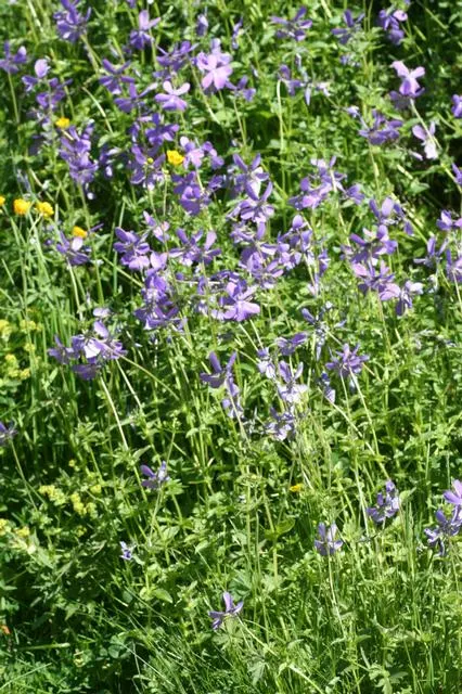 Tufted Pansy (Viola Cornuta) — typically reaching 6-12 inches in height and spreading around 10-12 inches; <br><br>Its foliage forms a neat, image 80