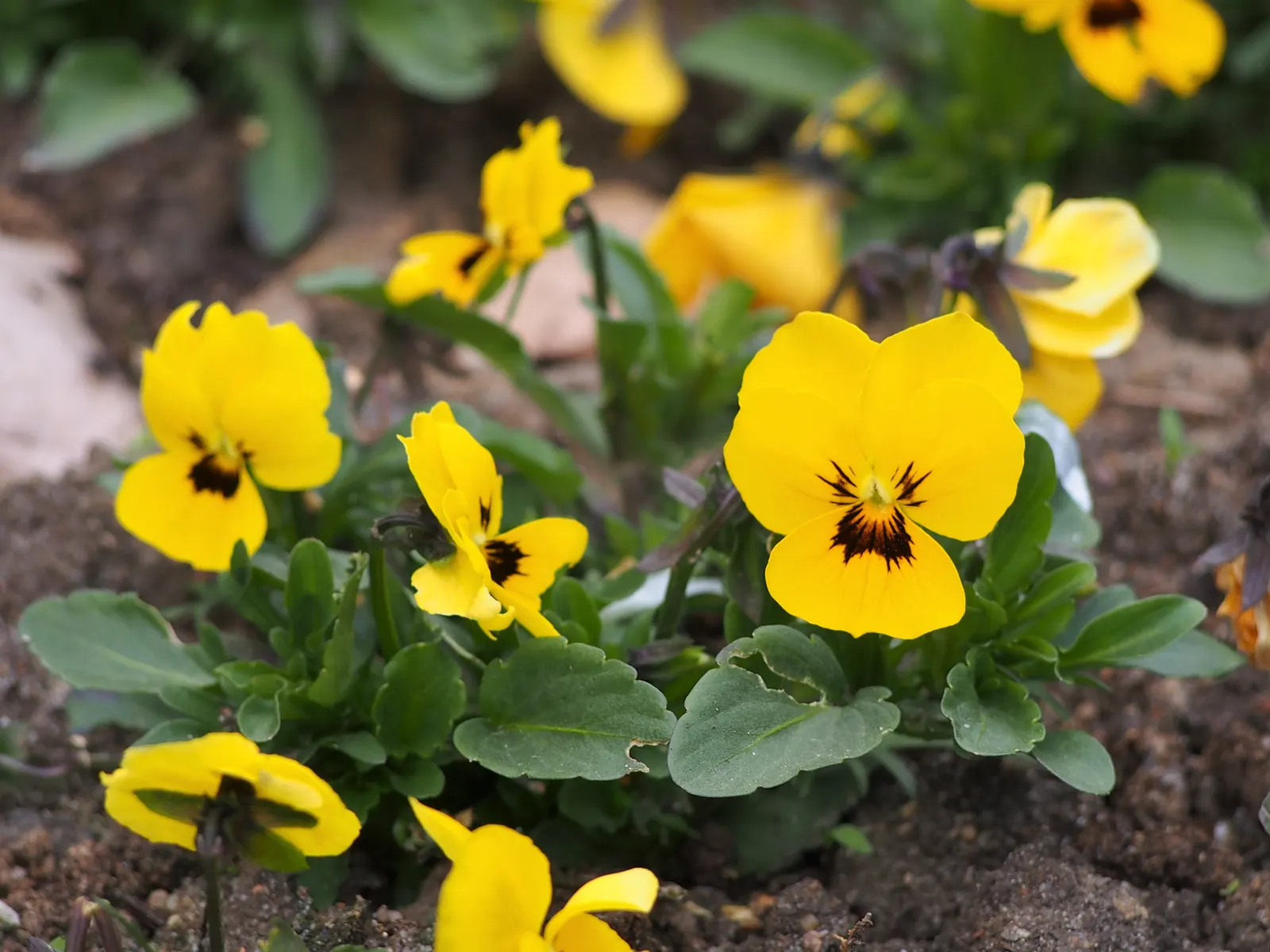 Tufted Pansy (Viola Cornuta) — with many varieties showcasing striking bicolored petals.<br><br>For optimal growth; plant Viola cornuta in zones 4 through 8 in