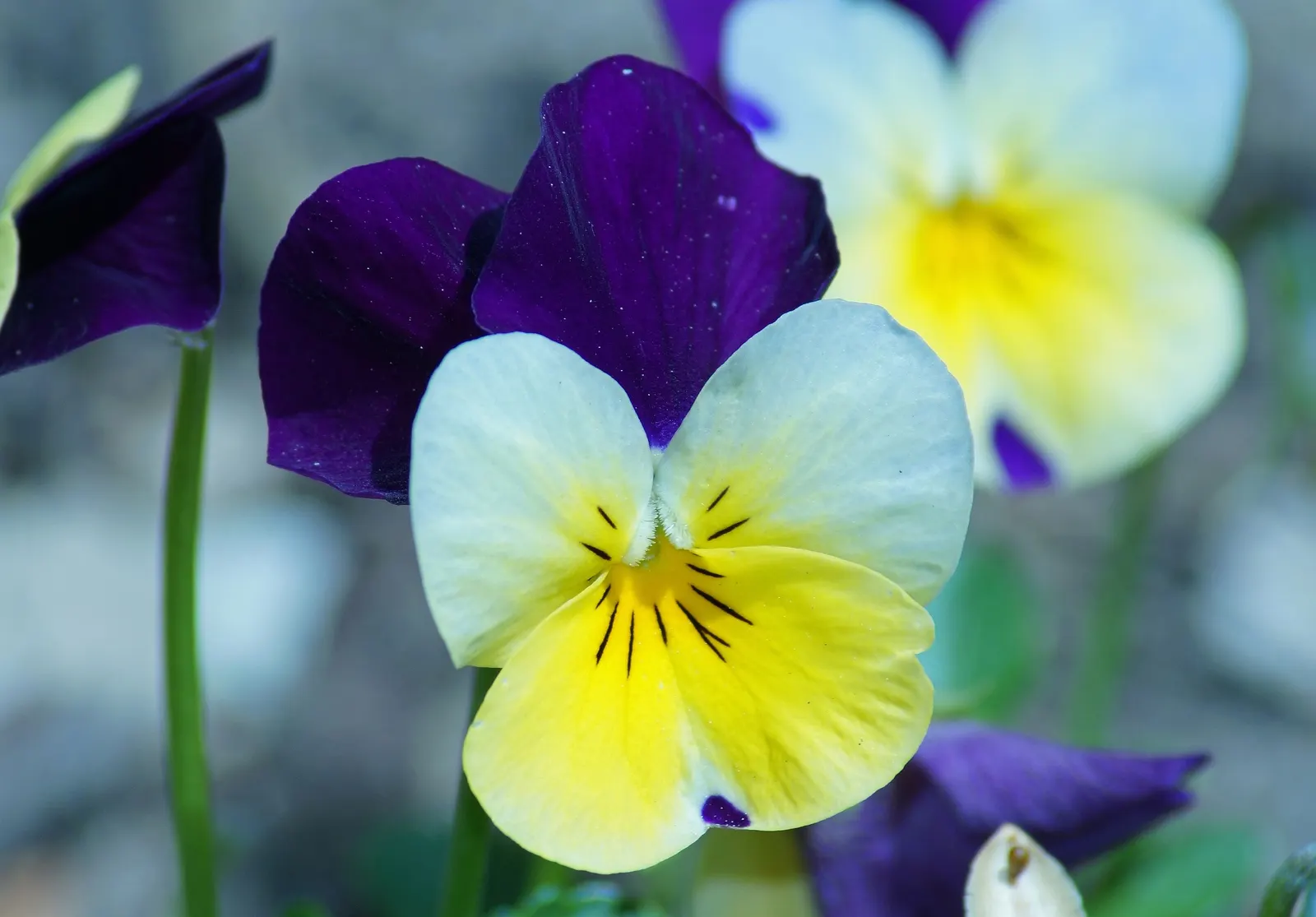 Tufted Pansy (Viola Cornuta) — <br><br>Its foliage forms a neat