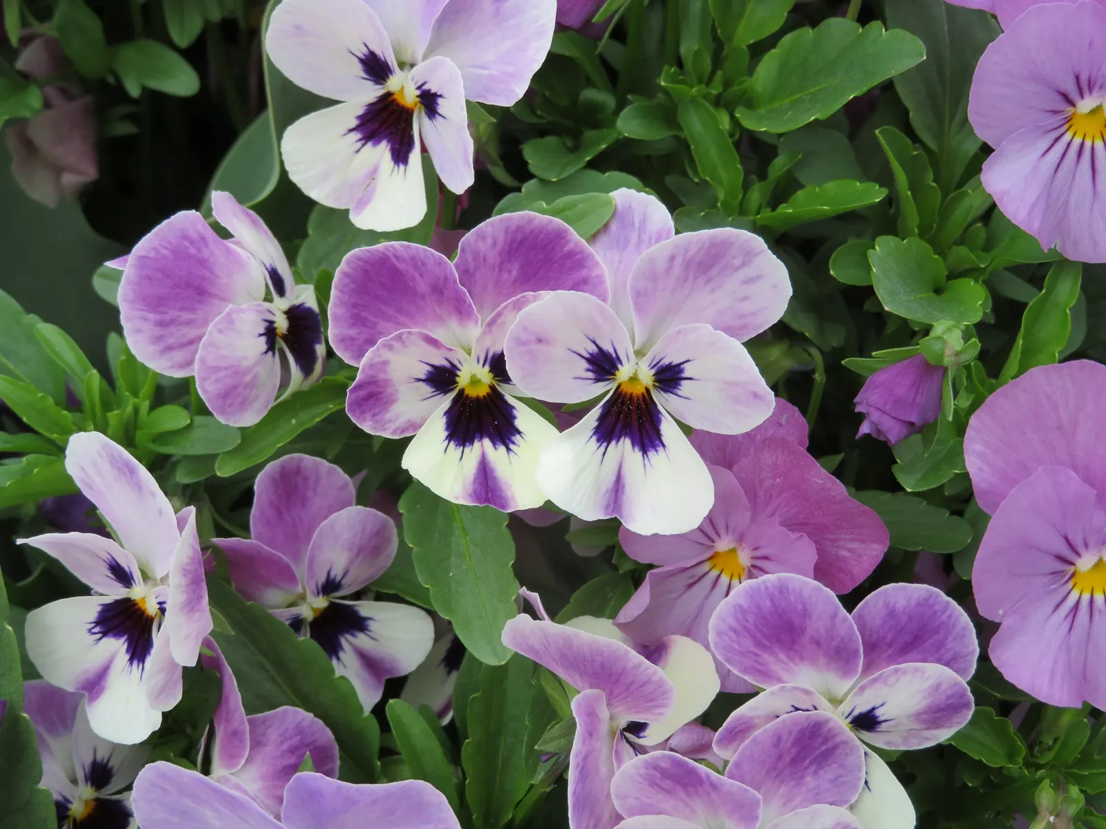 Tufted Pansy (Viola Cornuta) — often with a characteristic "face" pattern