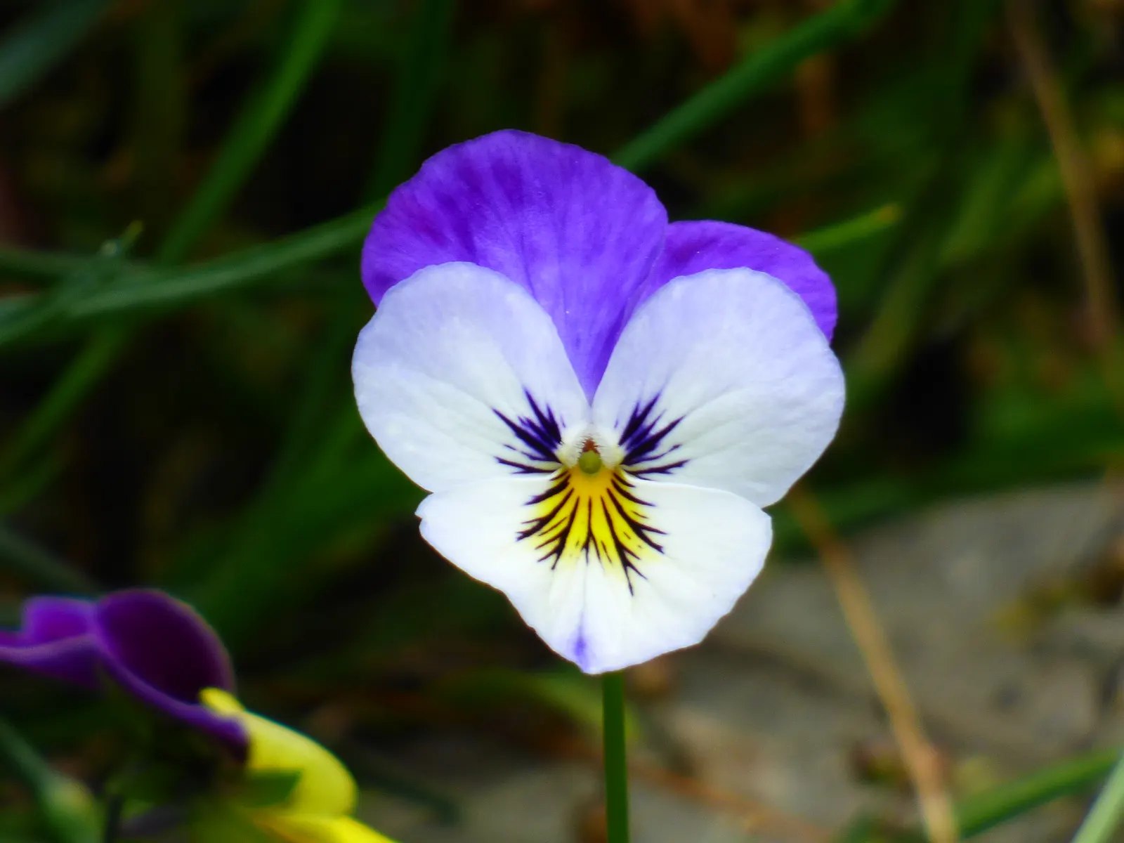 Tufted Pansy (Viola Cornuta) — It showcases a profusion of charming, horned blooms in a variety of colors from spring through fall