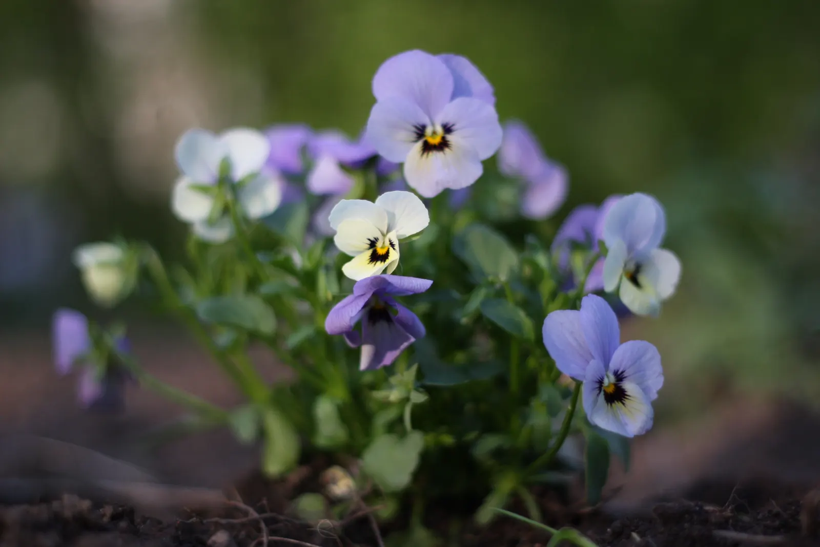 Tufted Pansy (Viola Cornuta) — commonly known as the Tufted Pansy; the Tufted Pansy is notable for its extended blooming period from late spring to, image 58