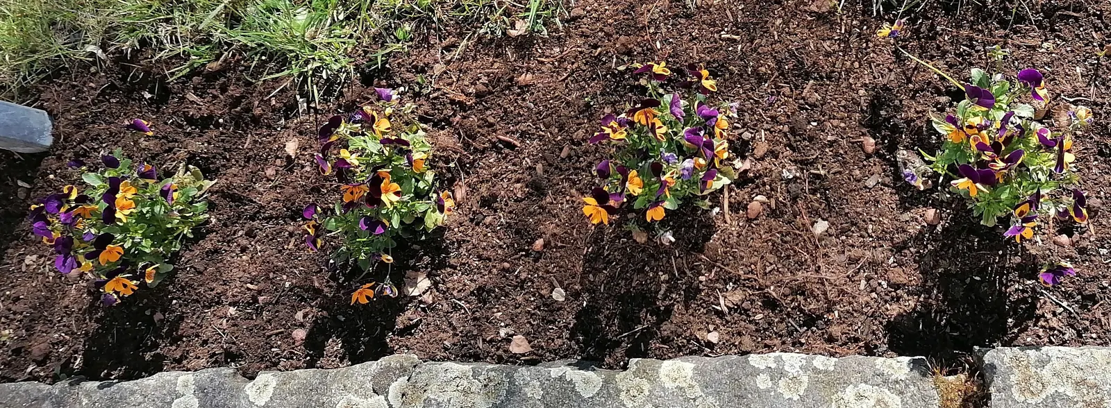 Tufted Pansy (Viola Cornuta) — annual / perennial with blue and gold and lavender and multi-colored and orange and pink and purple and violet and, image 77