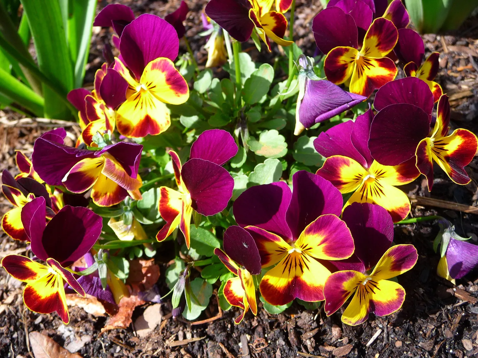 Tufted Pansy (Viola Cornuta) — annual / perennial for full or half; these hardy plants often withstand light foot traffic and can enliven path, image 104