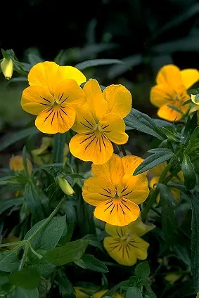 Tufted Pansy (Viola Cornuta) — These hardy plants often withstand light foot traffic and can enliven path edges with their cheerful blossoms, image 101