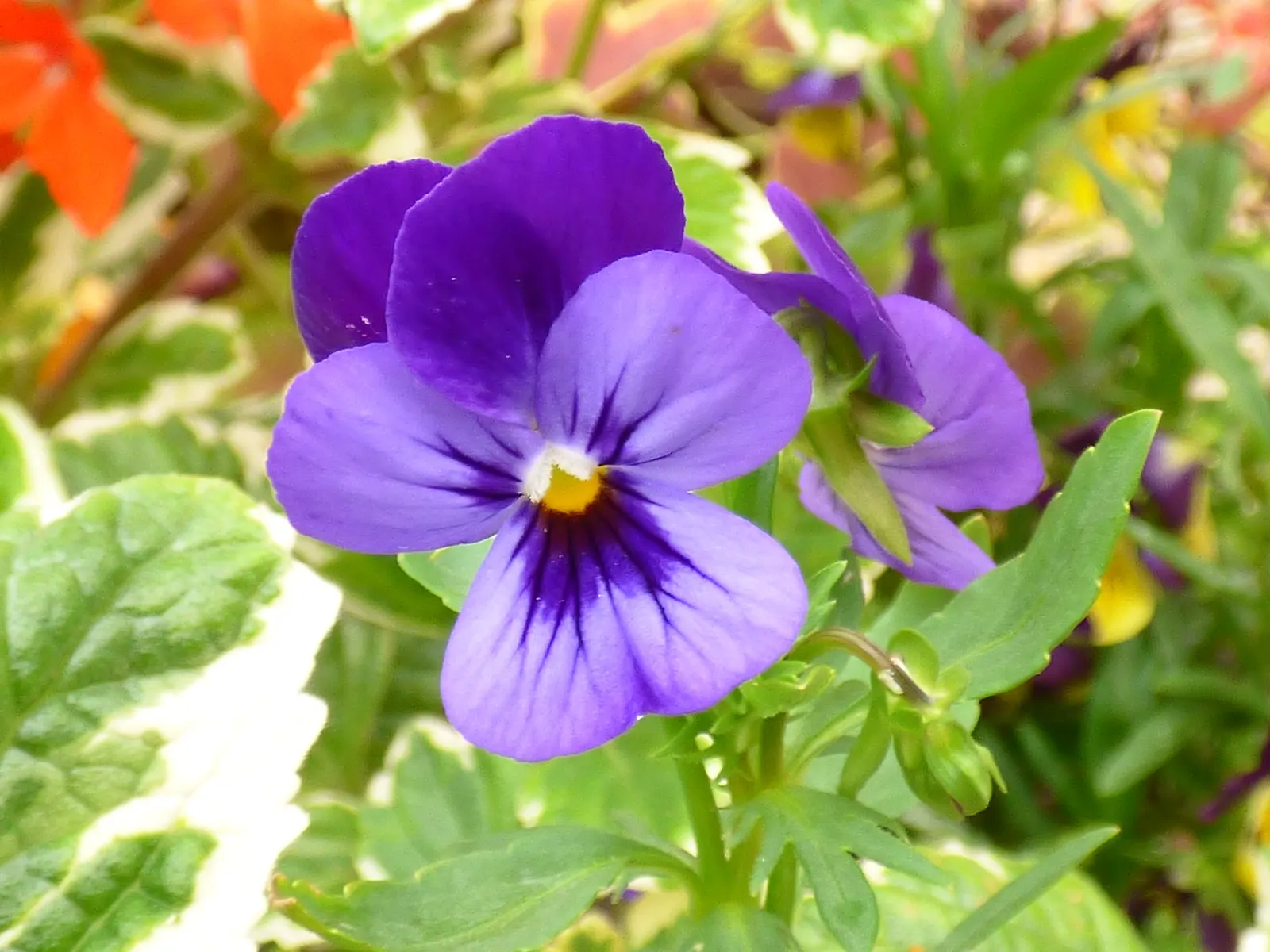 Tufted Pansy (Viola Cornuta) — regular deadheading will encourage additional blooms and prevent self-seeding; with a moderate growth rate and low, image 100