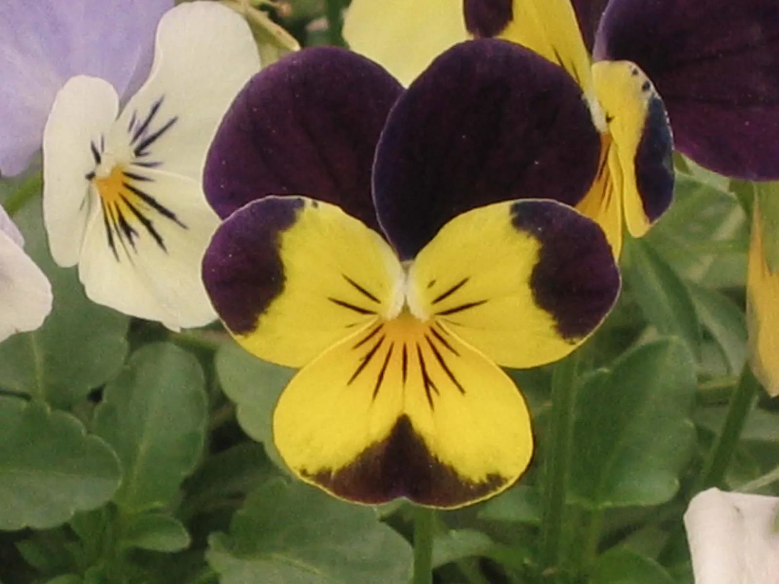 Tufted Pansy (Viola Cornuta) — annual / perennial with blue and gold and lavender and multi-colored and orange and pink and purple and violet and, image 103