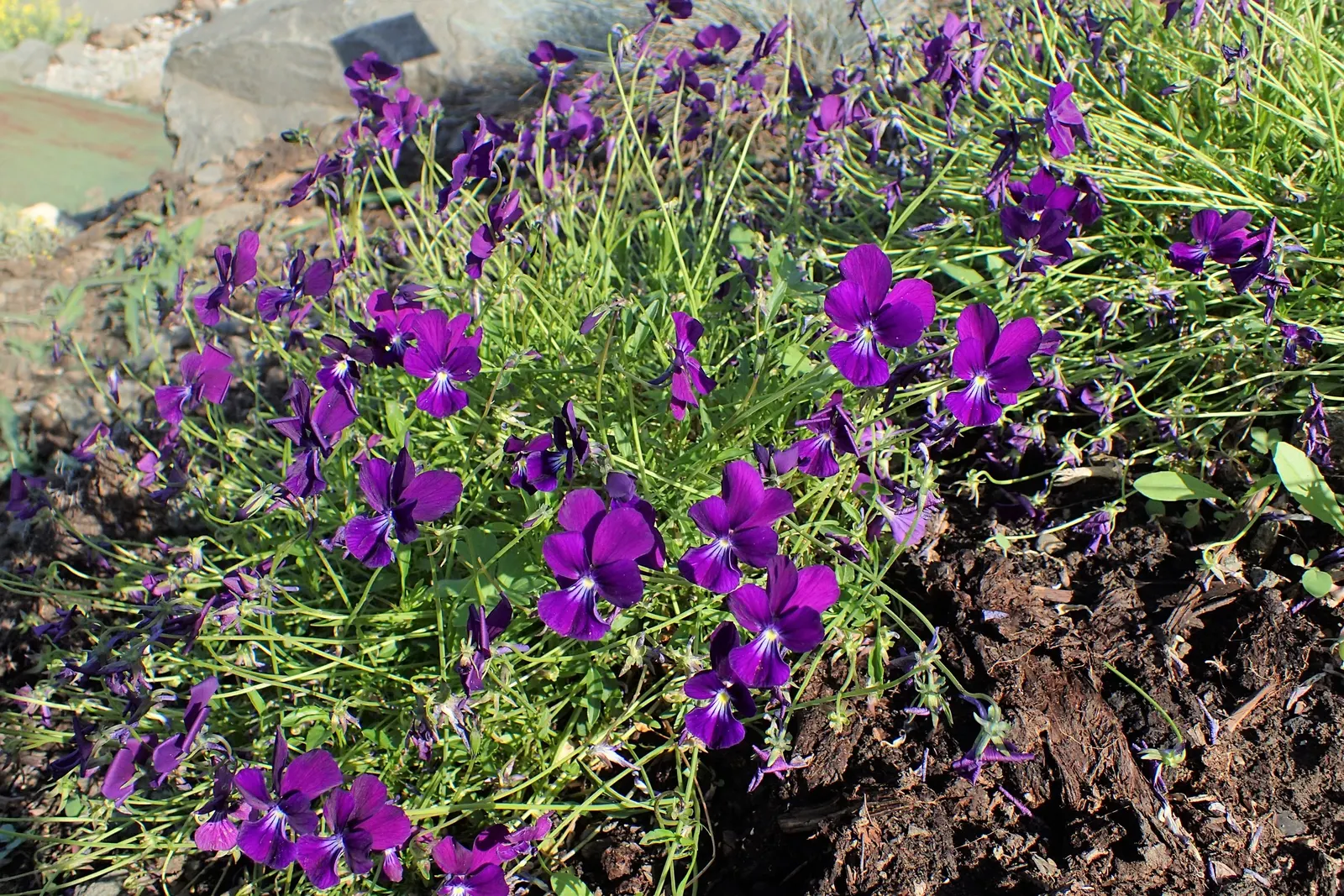 Tufted Pansy (Viola Cornuta) — The Tufted Pansy is notable for its extended blooming period from late spring to early fall; or as an underplanting, image 65