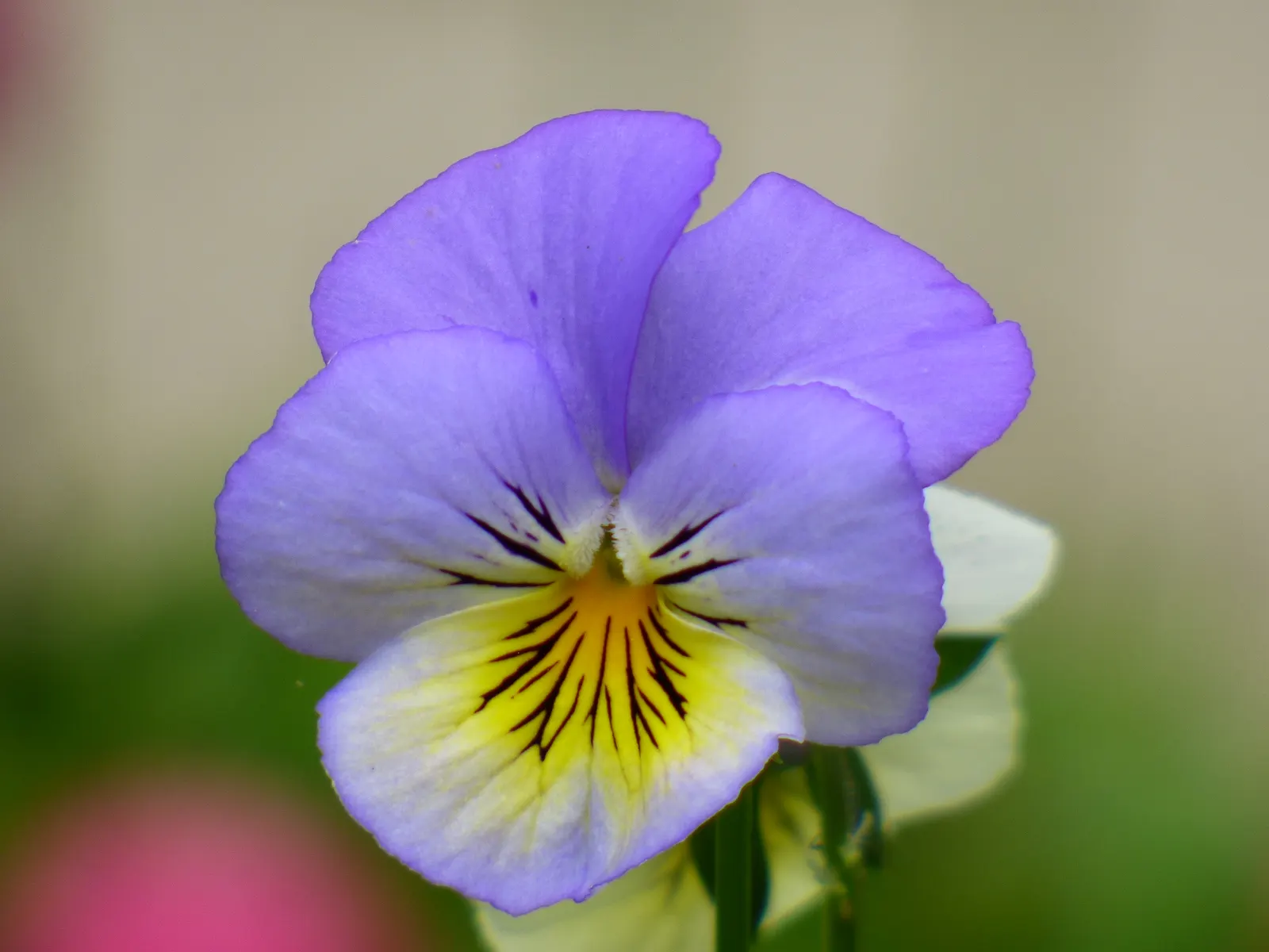Tufted Pansy (Viola Cornuta) — or as an underplanting for taller species