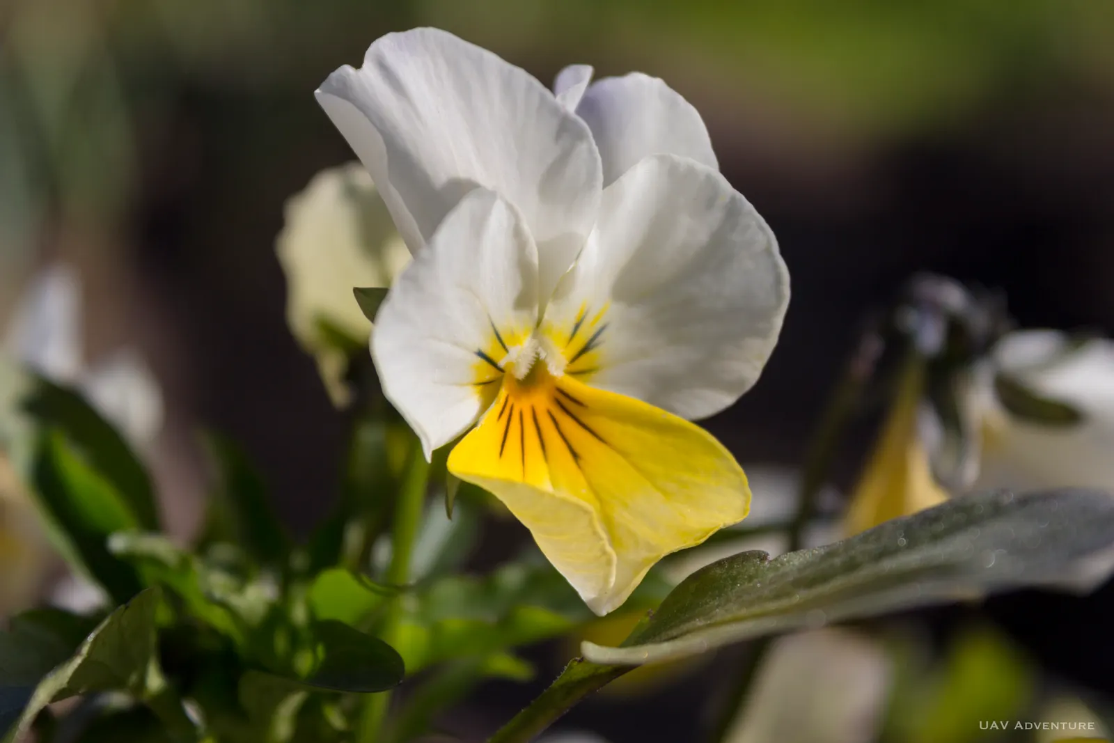 Tufted Pansy (Viola Cornuta) — or as an underplanting for taller species; each blossom spans about 1 to 1.5 inches across and presents a delightful, image 62