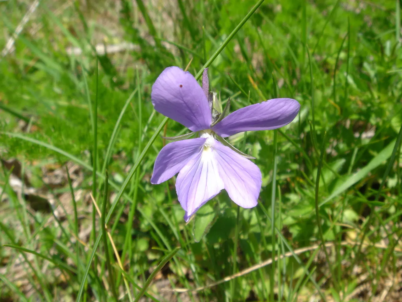 Tufted Pansy (Viola Cornuta) — it reaches a modest height of 6 to 10 inches with a similar spread of 6 to 12 inches; the Tufted Pansy (Viola cornuta) is a