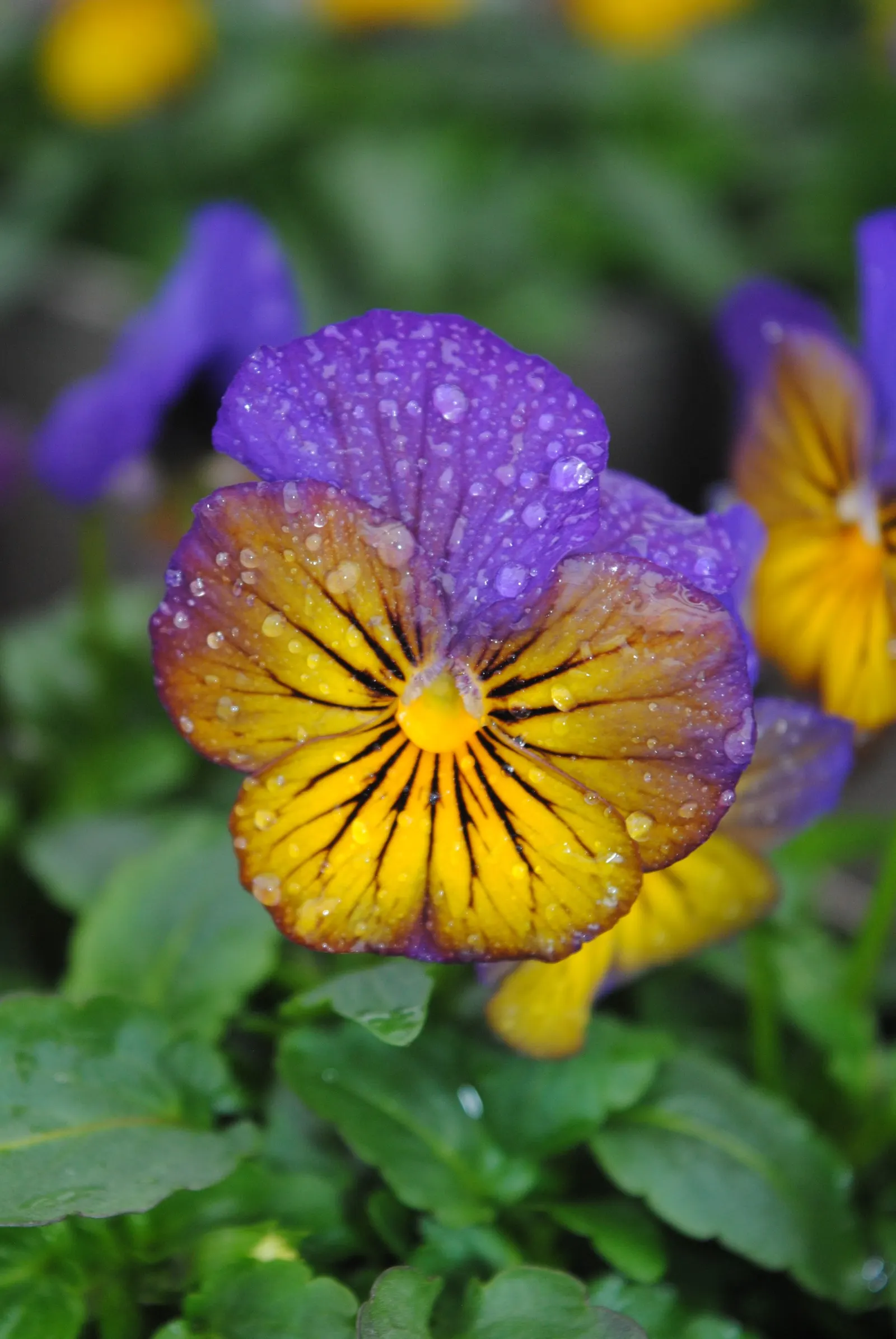Tufted Pansy (Viola Cornuta) — plant Viola cornuta in zones 4 through 8 in well-drained soil that retains moisture; annual / perennial for full or, image 97