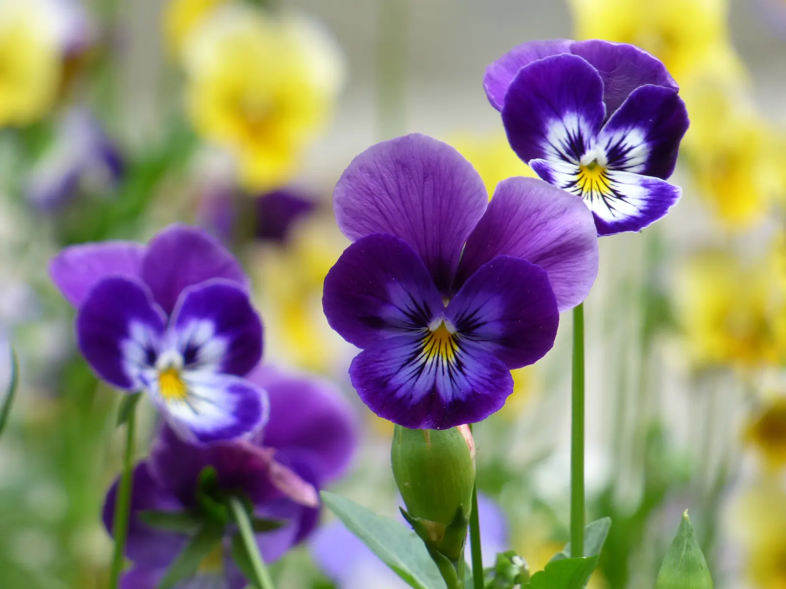 Tufted Pansy (Viola Cornuta) — typically reaching 6-12 inches in height and spreading around 10-12 inches; <br><br>Its foliage forms a neat