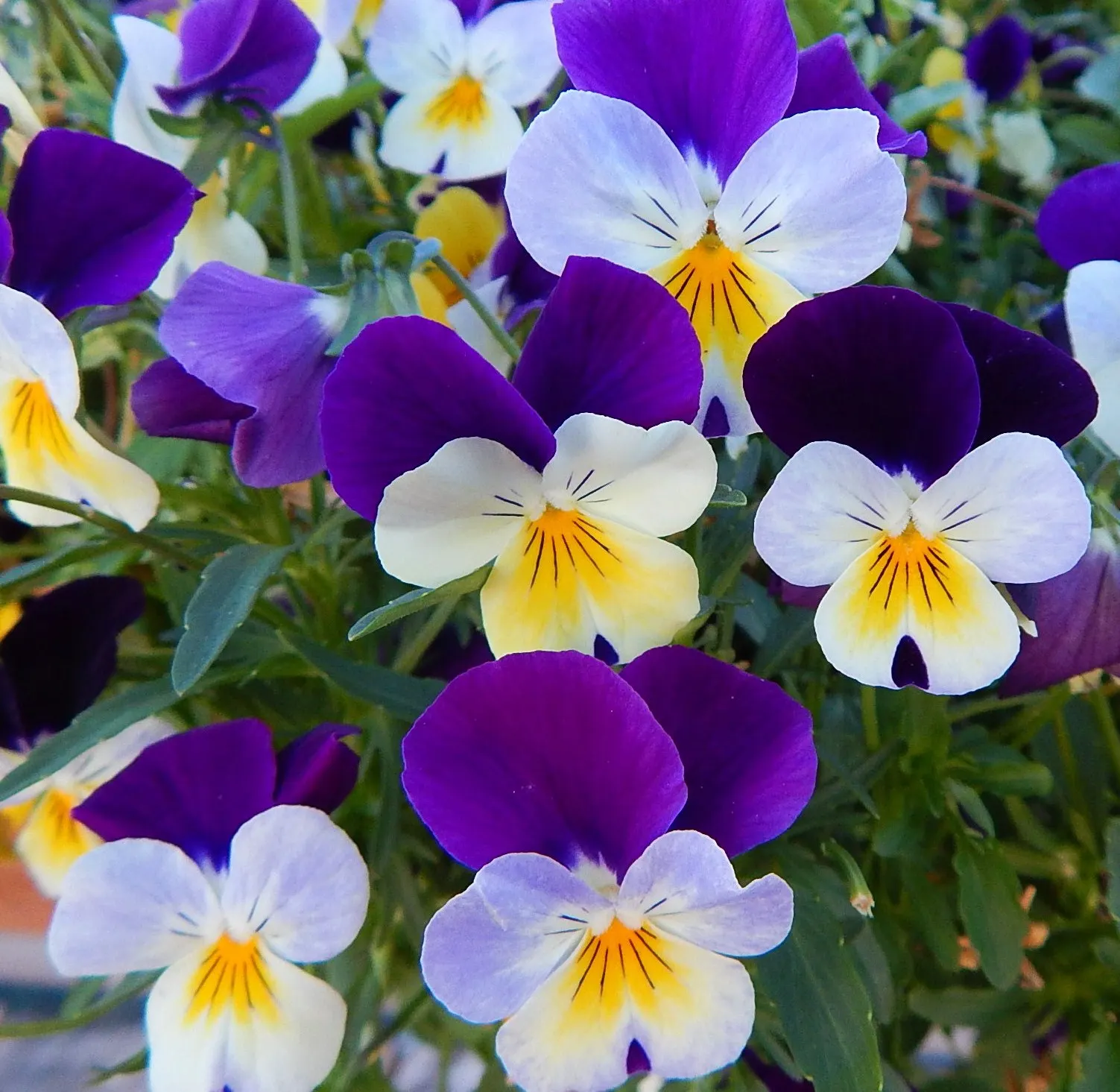 Tufted Pansy (Viola Cornuta) — With a moderate growth rate and low maintenance requirements; which offers a continuous display of charming flowers, image 99